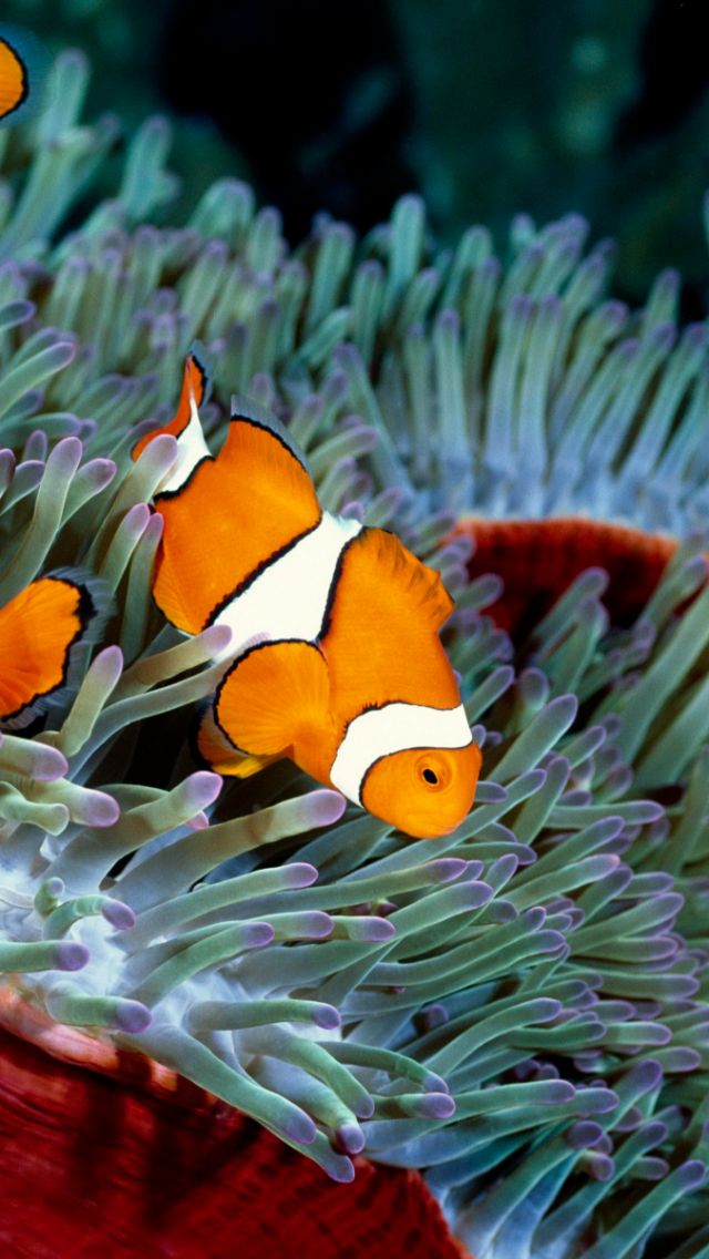 Mobile wallpaper: Fishes, Animal, Fish, Sea Life, Clownfish, 1149488  download the picture for free.
