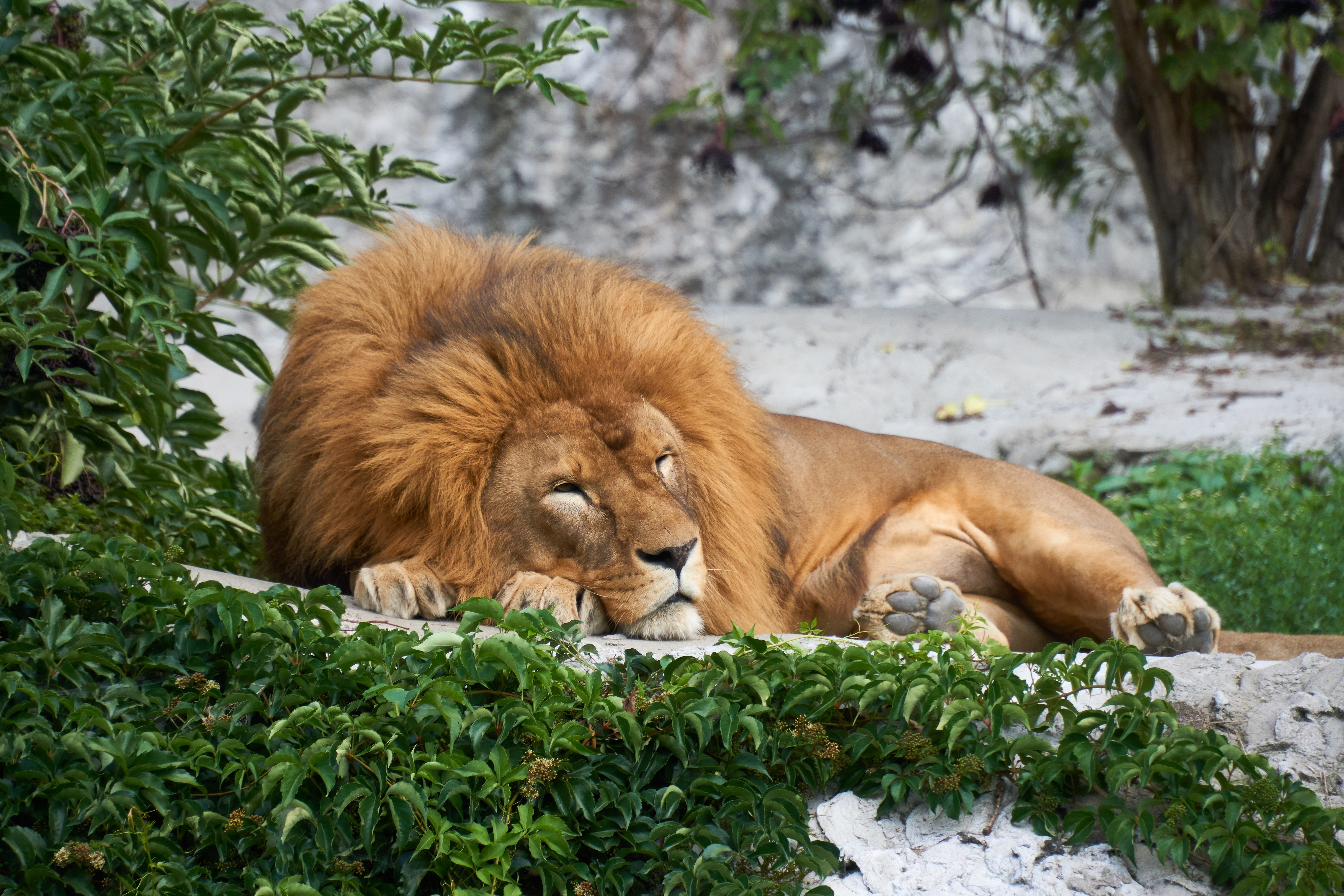 150449 下載圖片 动物, 一只狮子, 狮子座, 大猫, 睡觉, 睡眠 - 免費壁紙和屏保