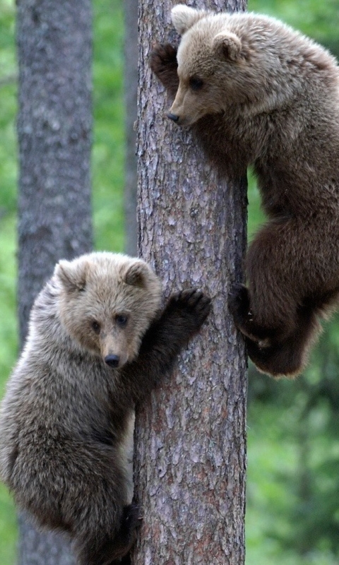 animal, bear, finland, cub, bears UHD