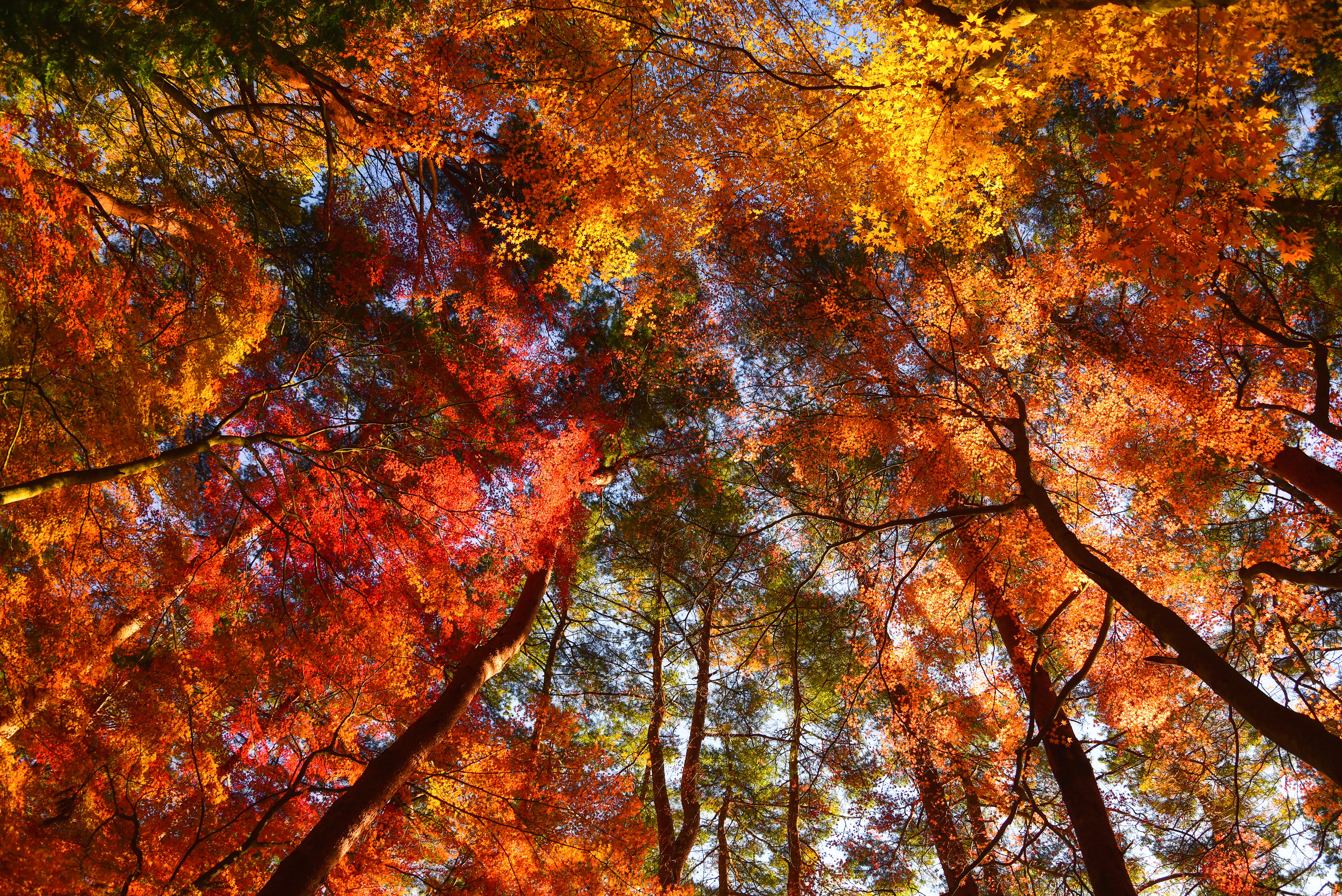 Осенние деревья панорама