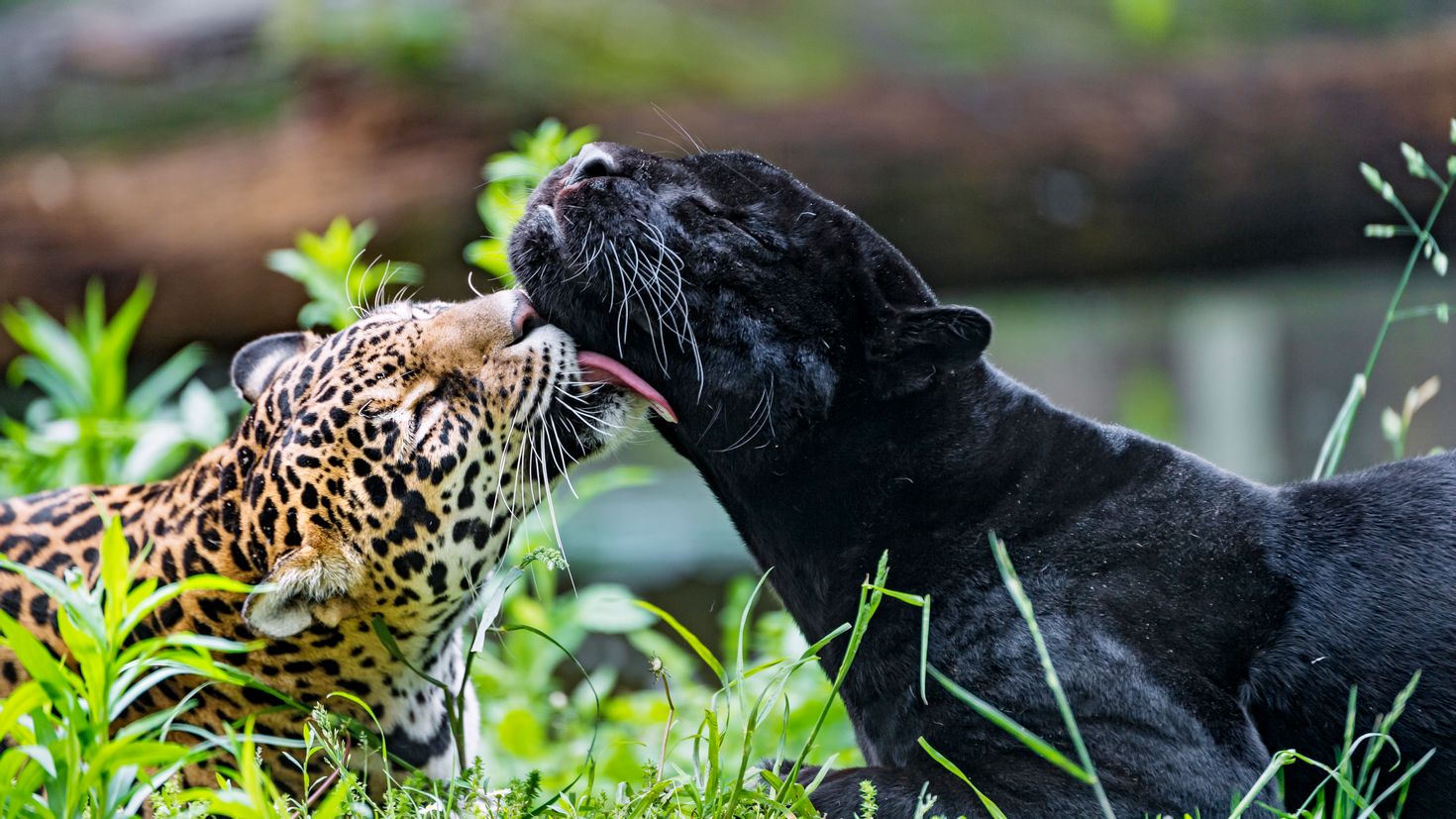 Diferencia entre jaguar y pantera