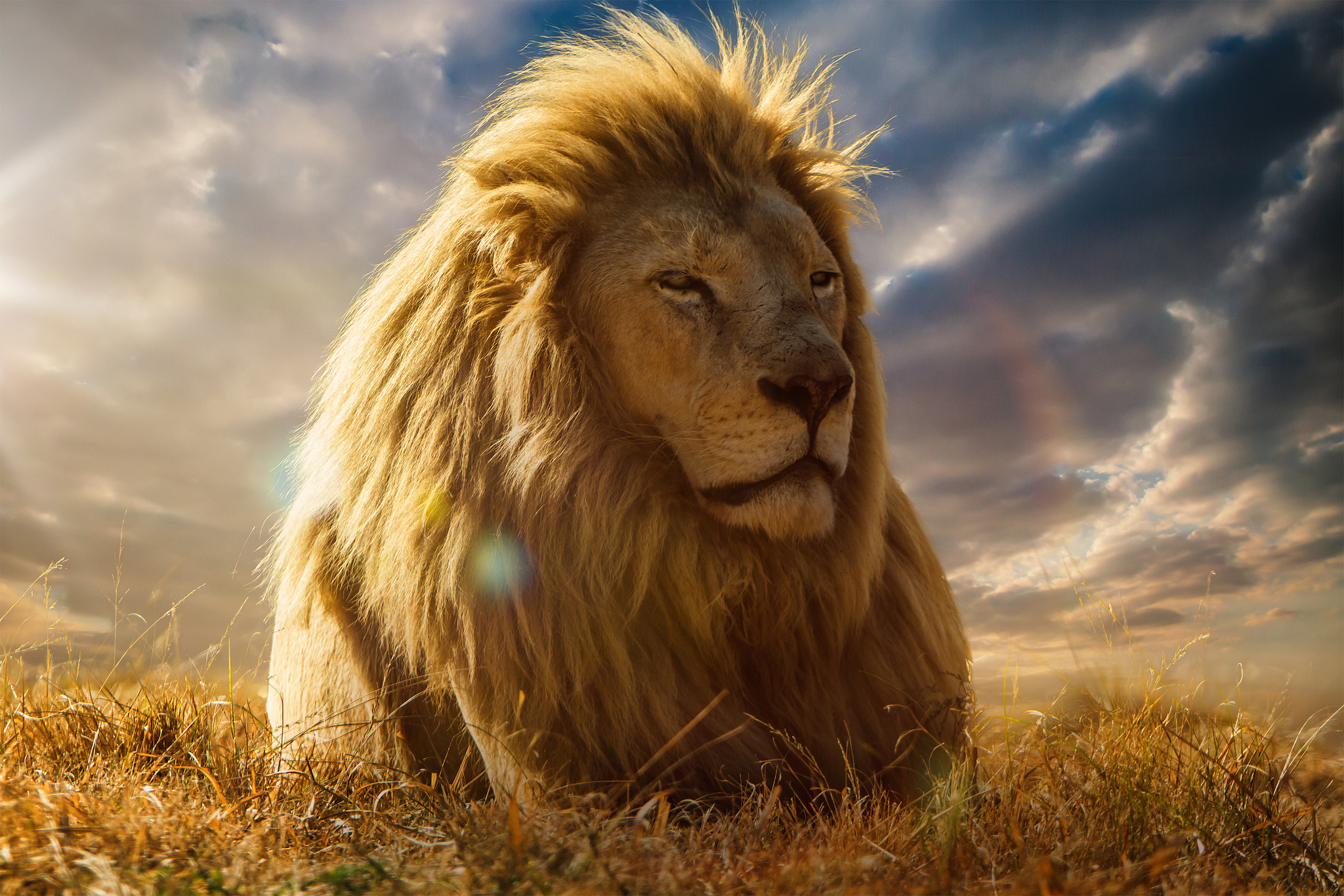 128583 descargar imagen animales, sabana, un leon, león, melena, rey de las bestias: fondos de pantalla y protectores de pantalla gratis