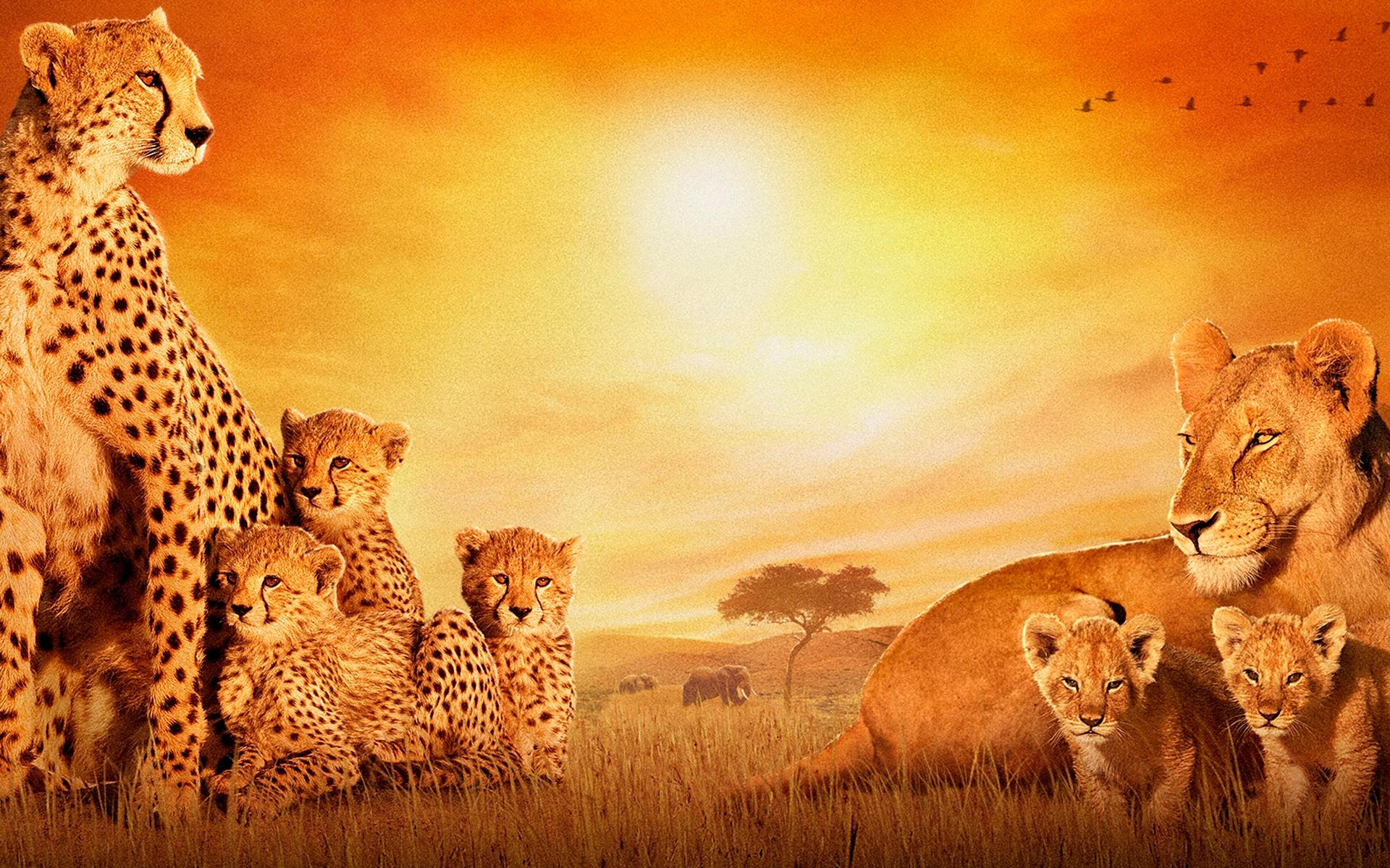 movie, african cats, leopard, lion, cats 1080p