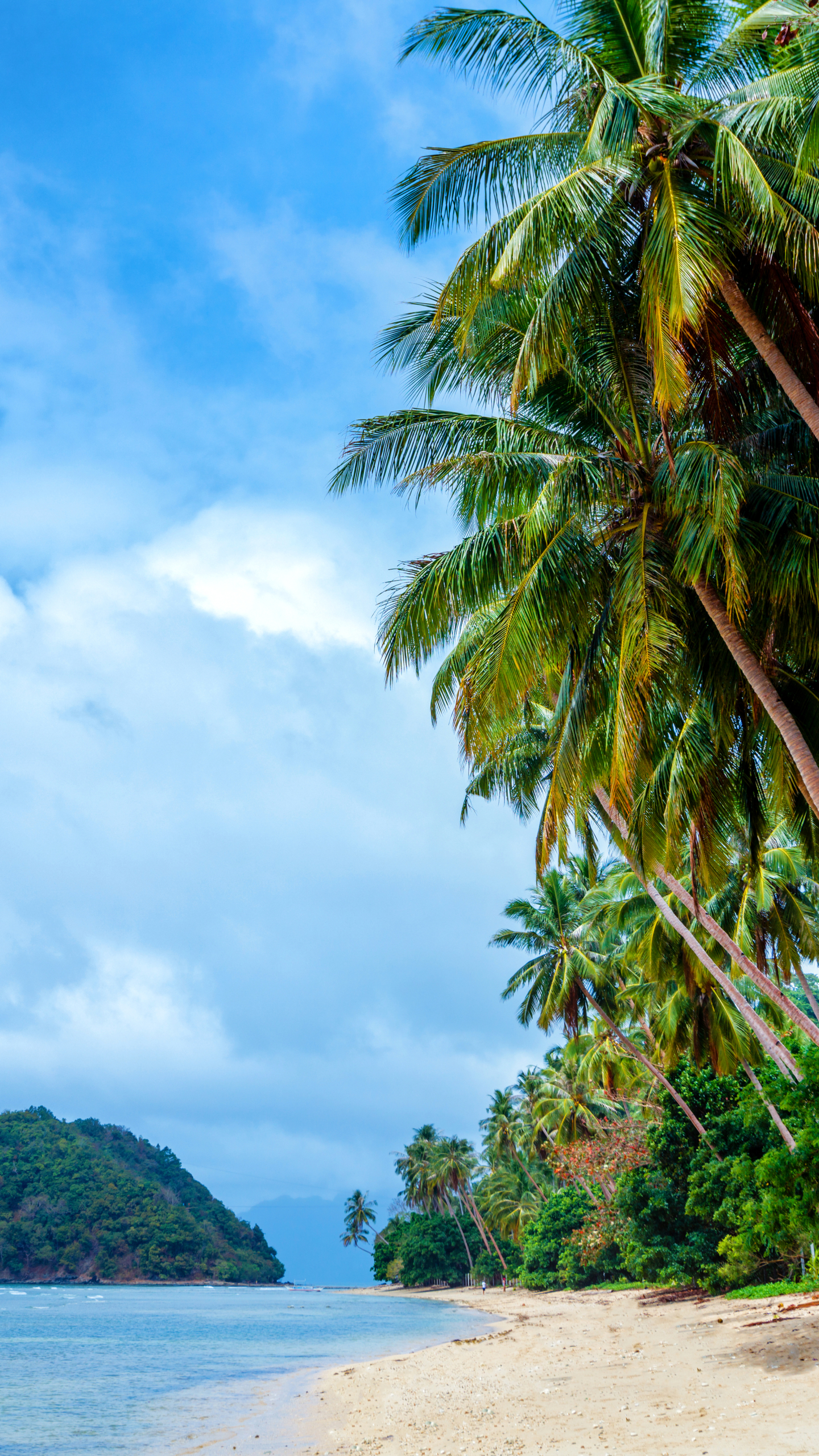 philippines, earth, beach, palm tree, tropical, sea, ocean HD wallpaper