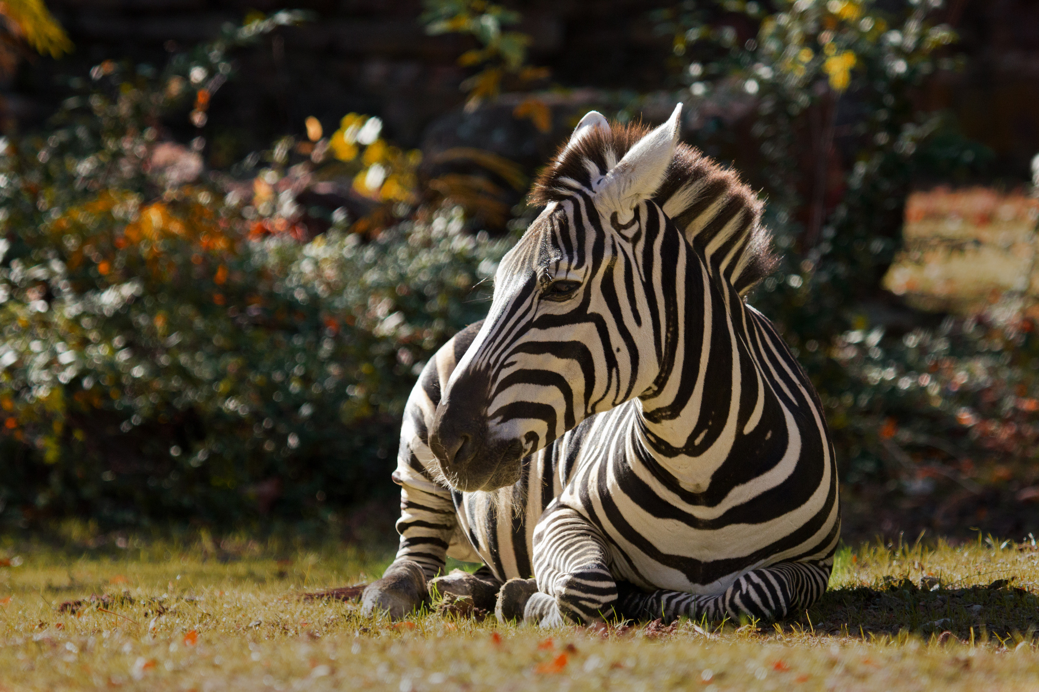 zebra, animal Smartphone Background