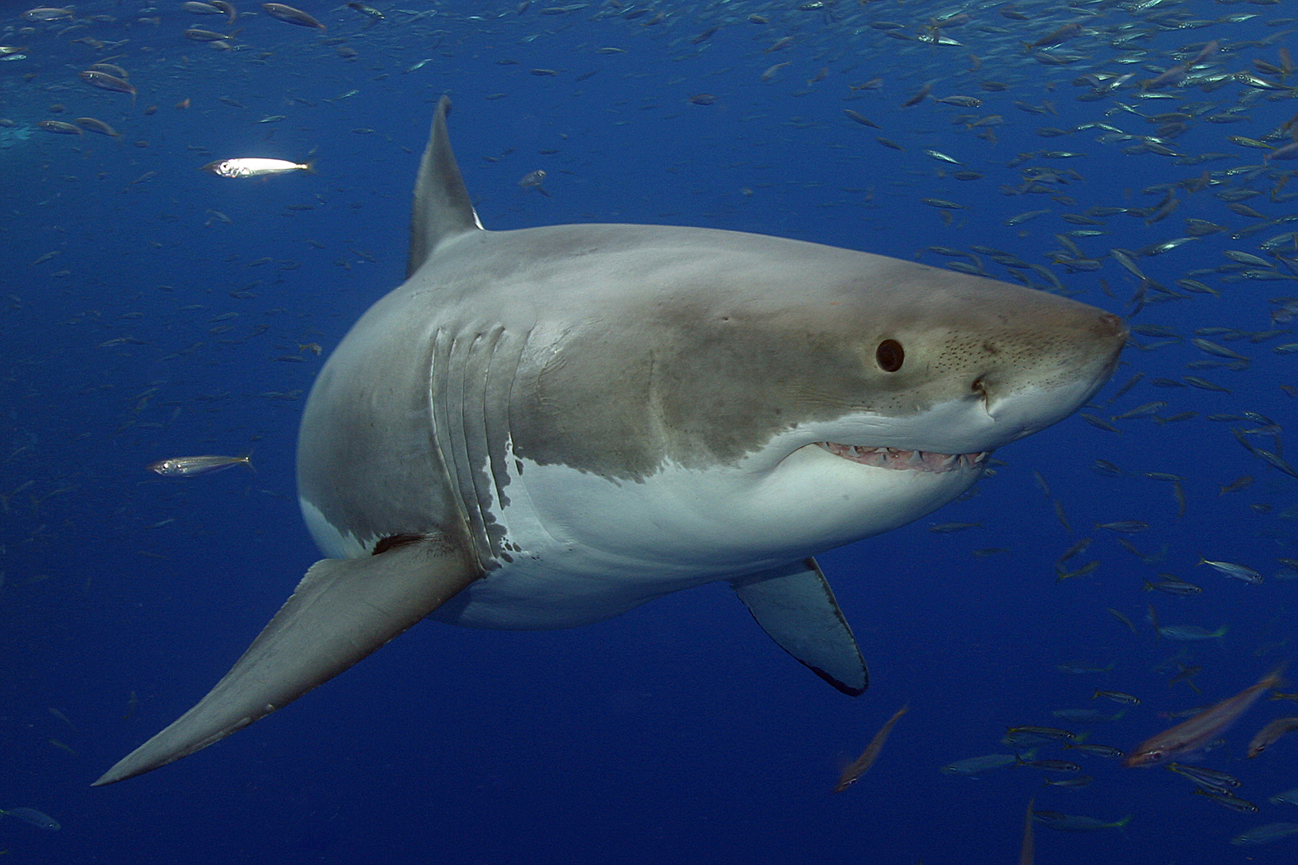 Купить акулу живую. Большая белая акула кархародон. Большая белая акула (Carcharodon carcharias). Акула тигровая Шарк. Большеглазая Песчаная акула.