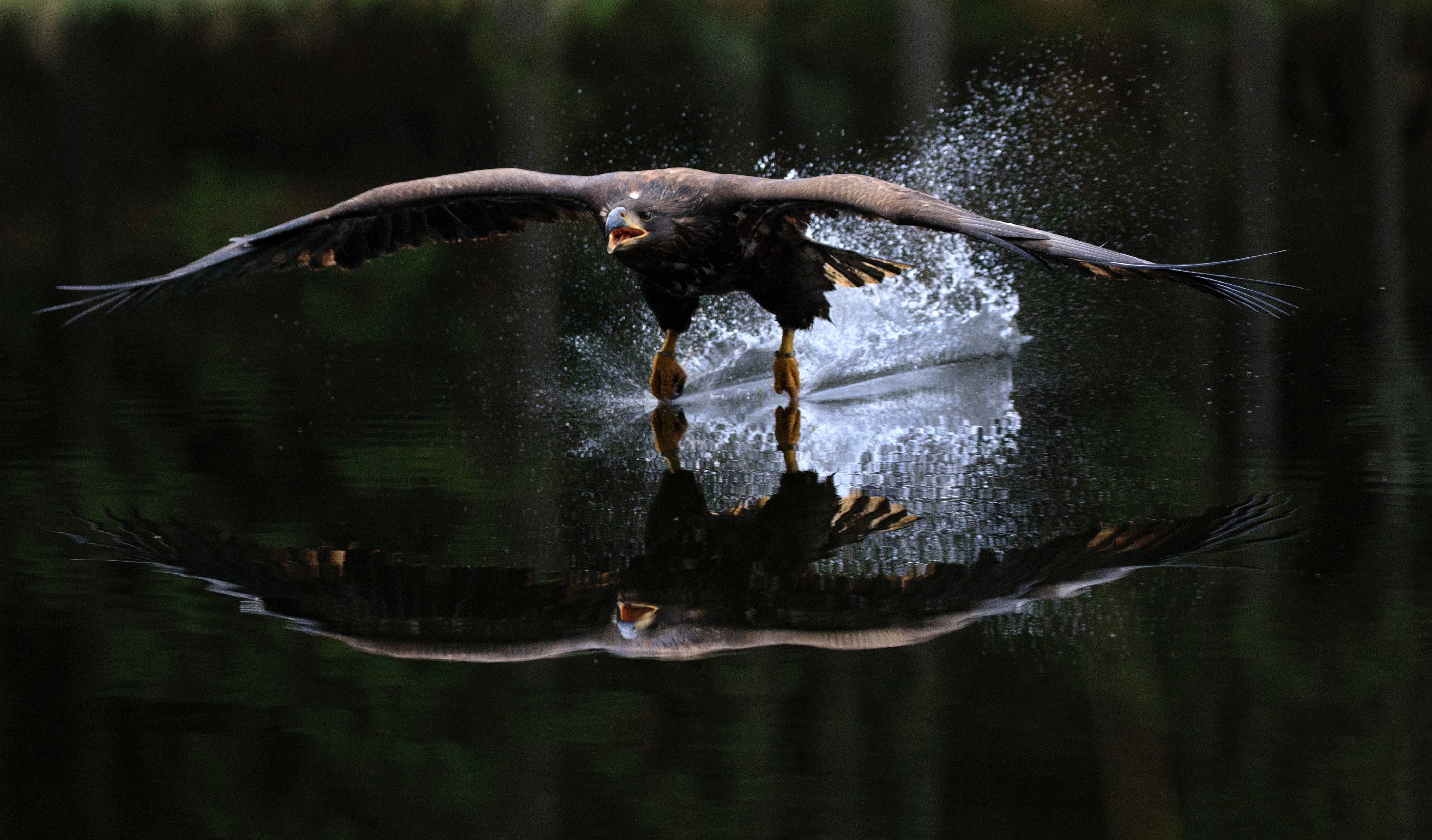 Download mobile wallpaper Birds, Water, Reflection, Bird, Flight, Animal, Eagle for free.