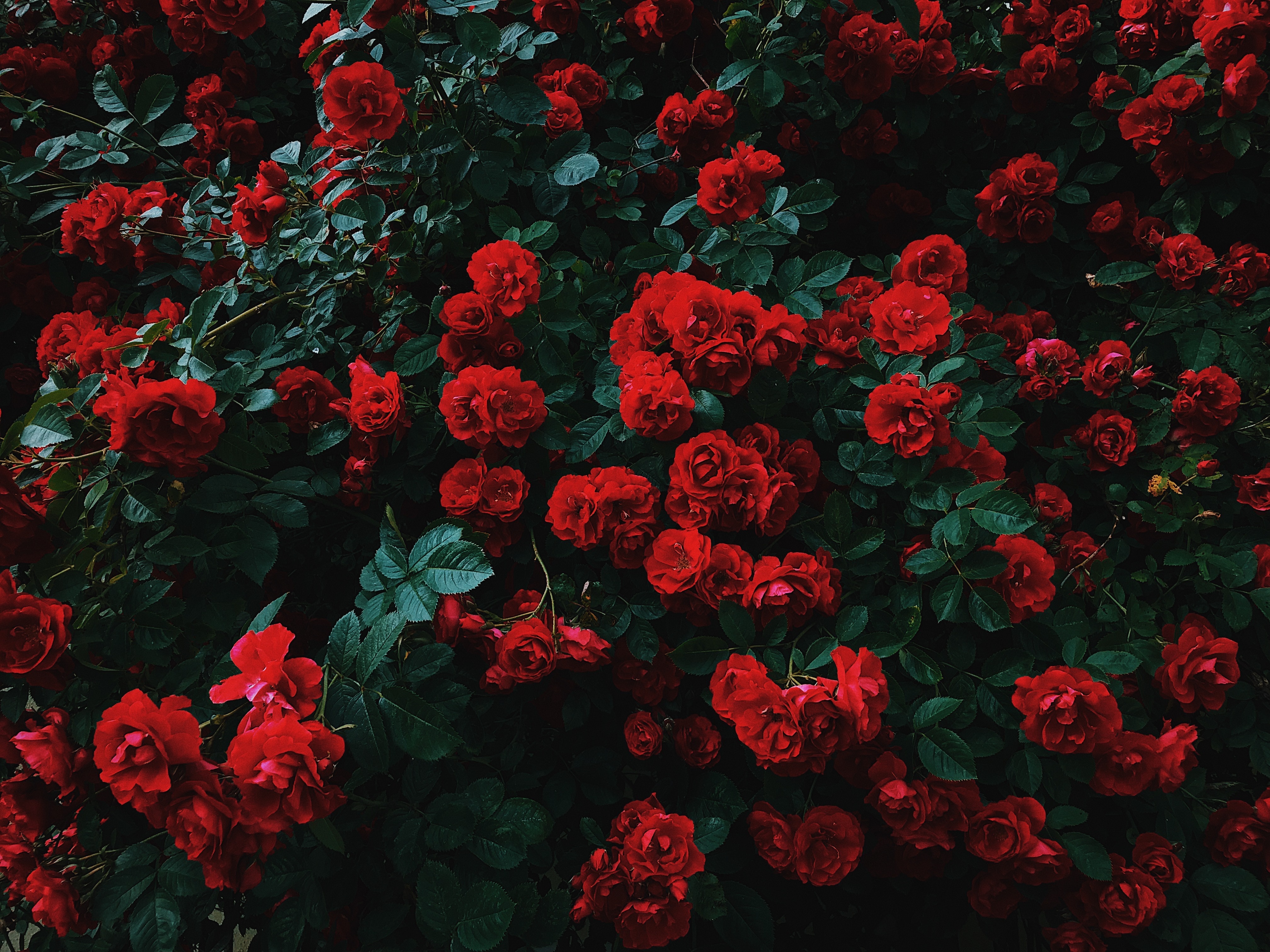 69372 скачать обои розы, красный, куст, садовый, цветение, контраст, цветы, сад - заставки и картинки бесплатно
