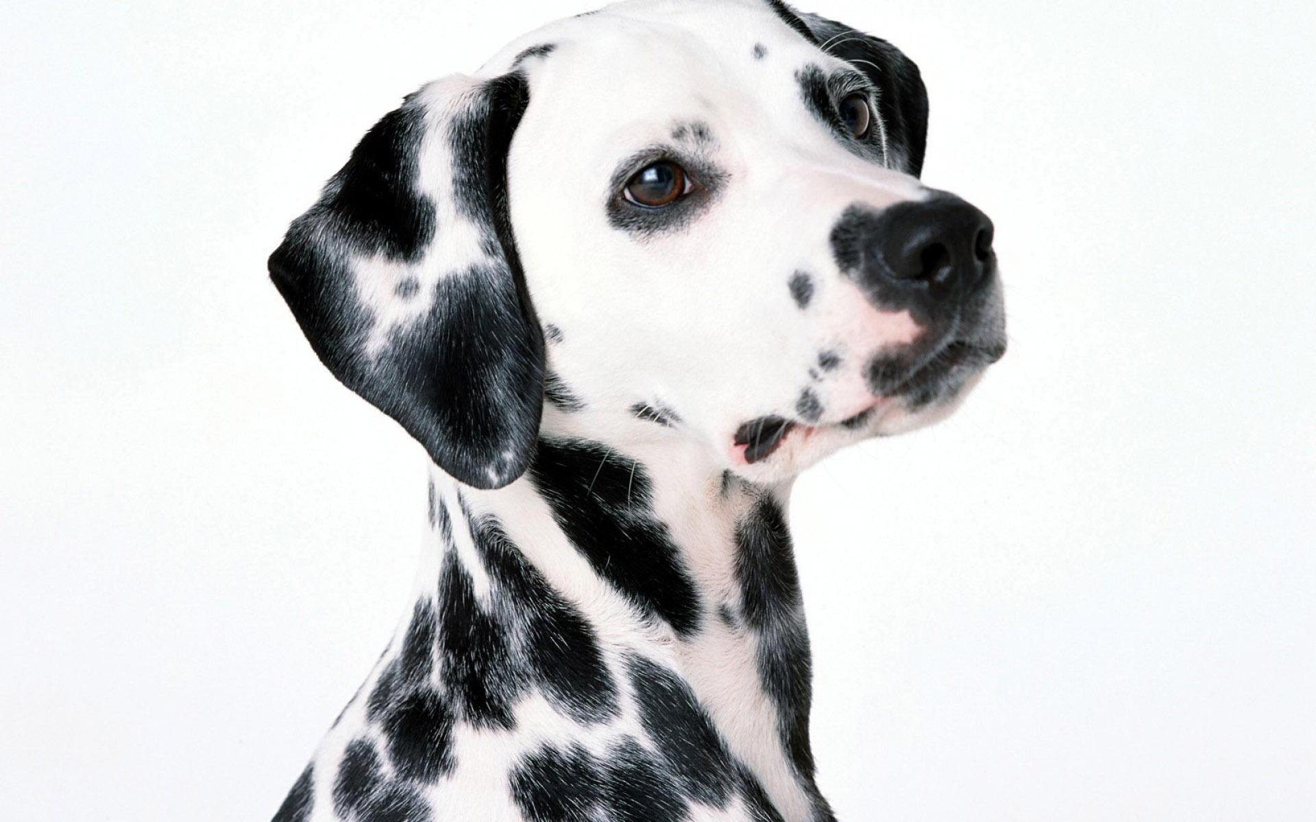 278095 Bild herunterladen tiere, dalmatiner, hund, hunde - Hintergrundbilder und Bildschirmschoner kostenlos