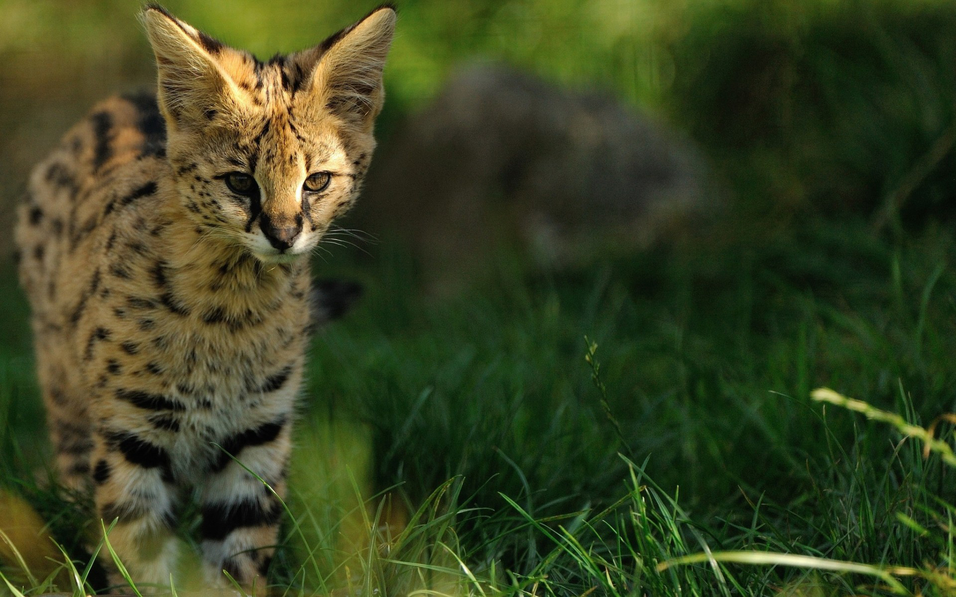 serval, animal, cats