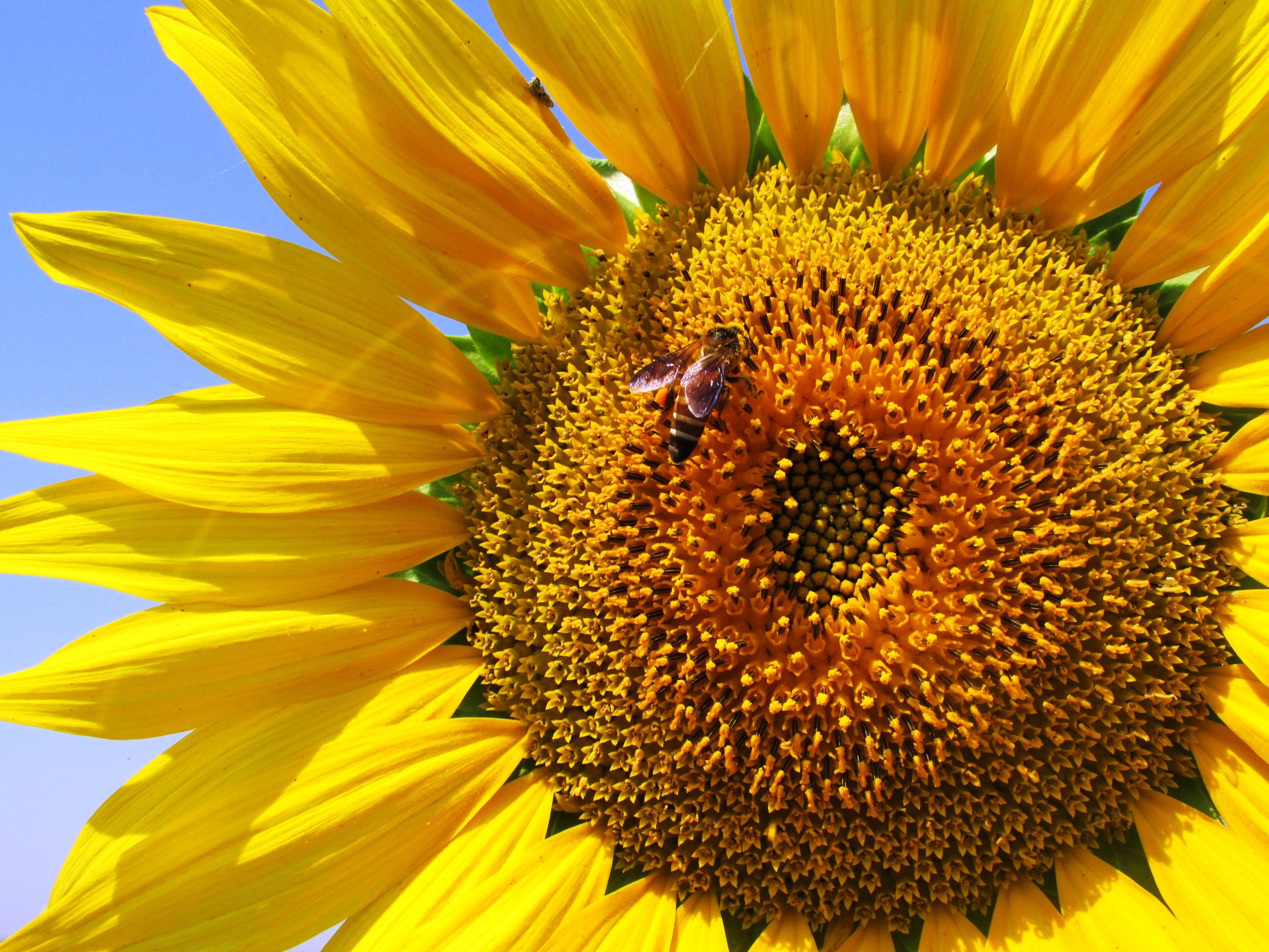 Laden Sie das Blütenblätter, Bestäubung, Biene, Sonnenblume, Blumen-Bild kostenlos auf Ihren PC-Desktop herunter