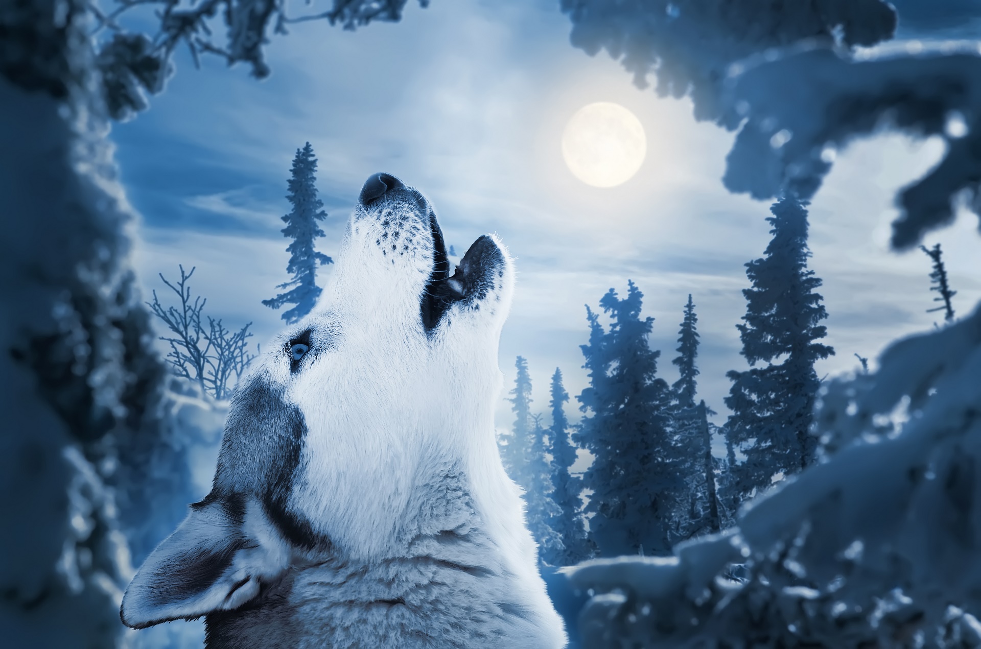 373184 Hintergrundbild herunterladen tiere, wolf, blau, heulen, wolves - Bildschirmschoner und Bilder kostenlos