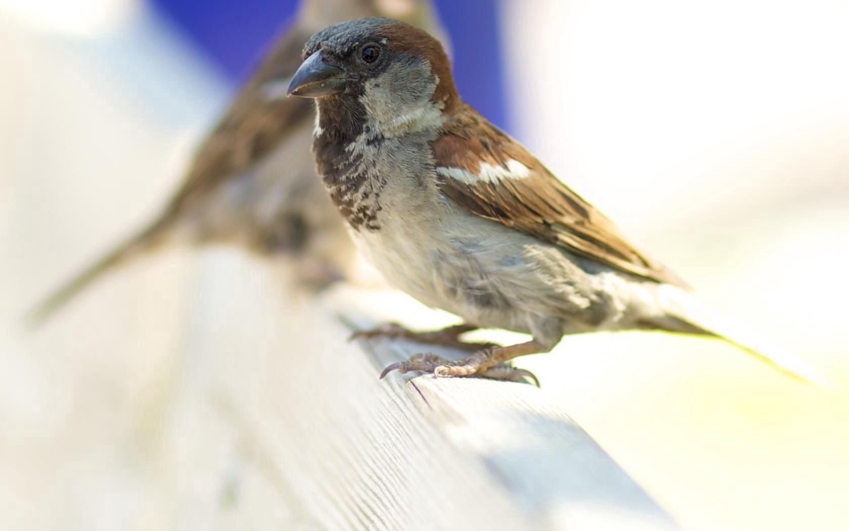 Download mobile wallpaper Animals, Beak, Bird, Sparrow, Feather, Blur, Background for free.
