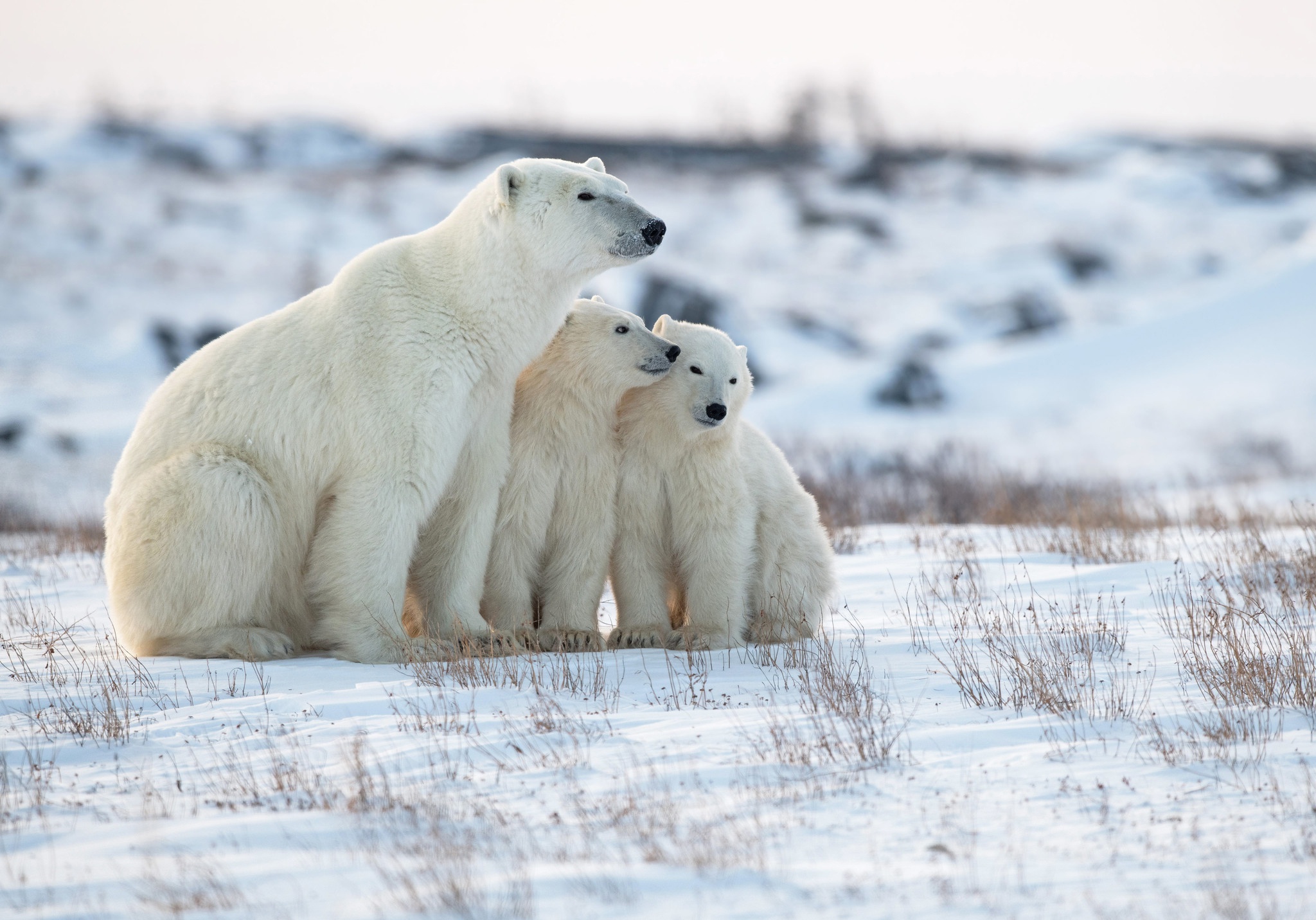 Америка белые медведи. Белый медведь арктических пустынь. Белый медведь в арктической пустыне. Белые медведи в Арктике. Арктические пустыни белый медведь.