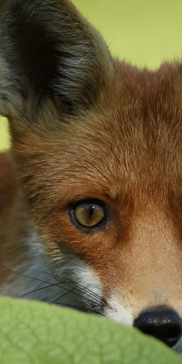 Какие глаза у лисов