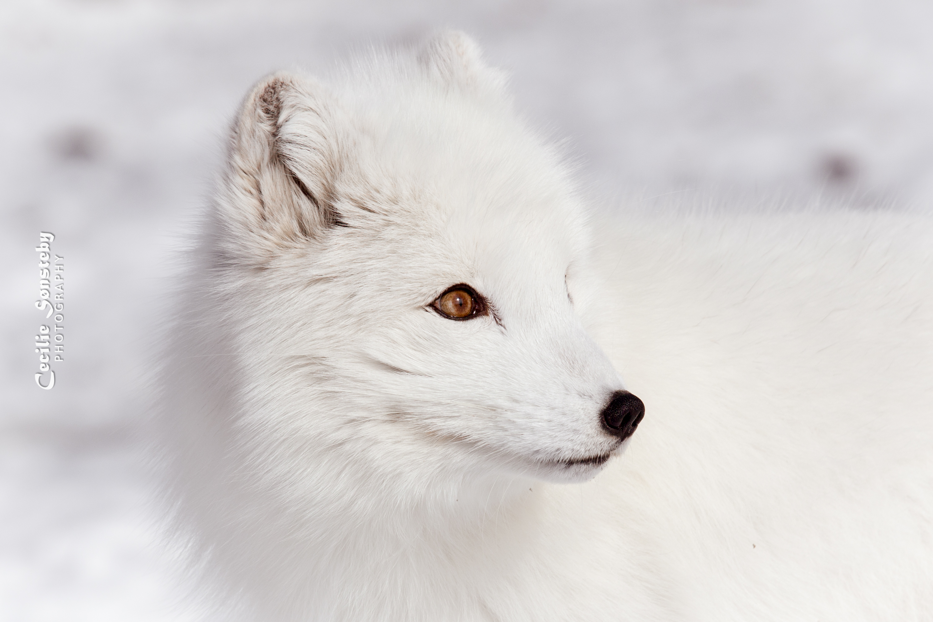 396514 Hintergrundbild herunterladen tiere, polarfuchs, gesicht, weiß, hunde - Bildschirmschoner und Bilder kostenlos