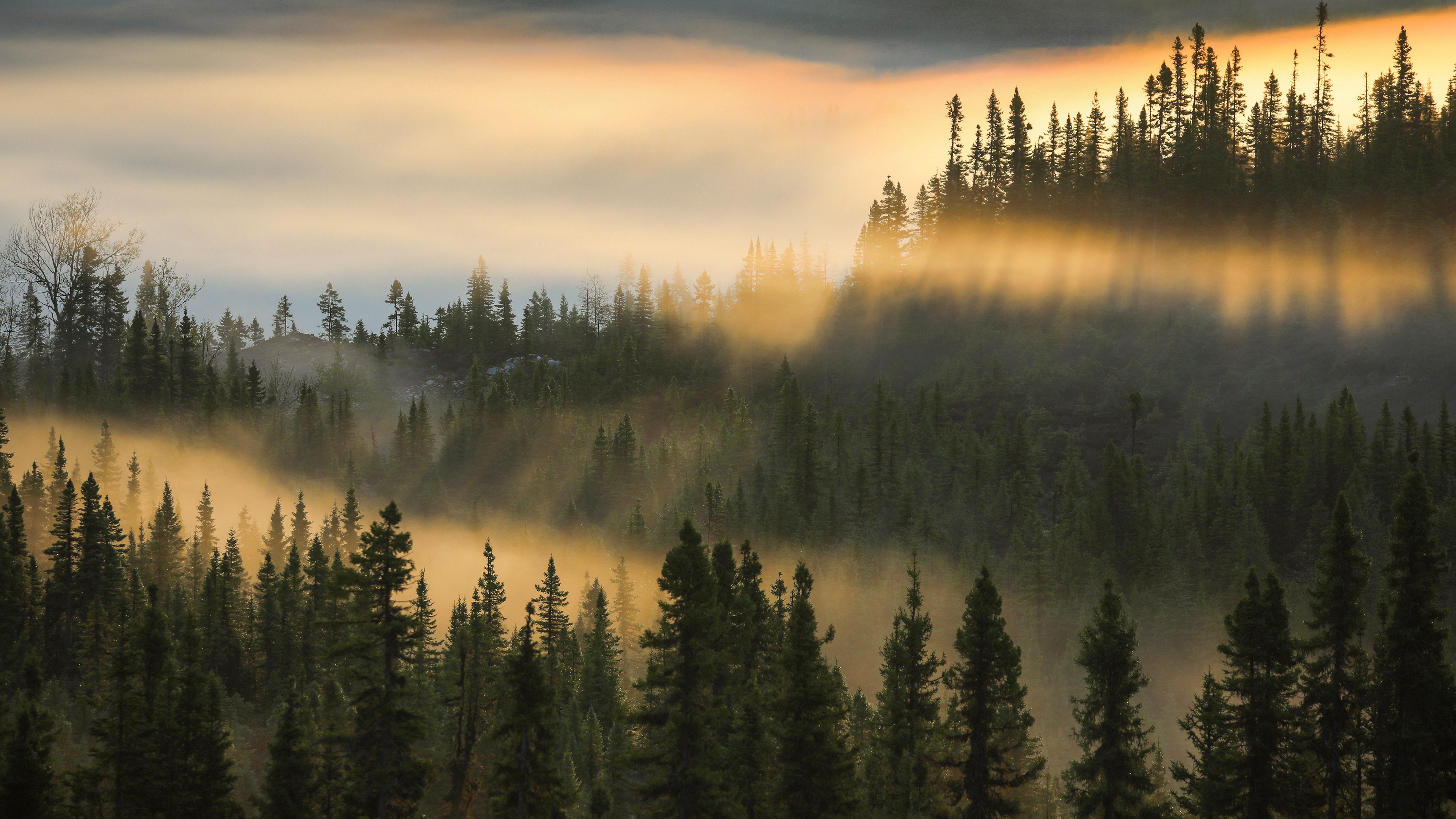 990767 免費下載壁紙 自然, 雾, 枞树, 森林, 早晨 屏保和圖片