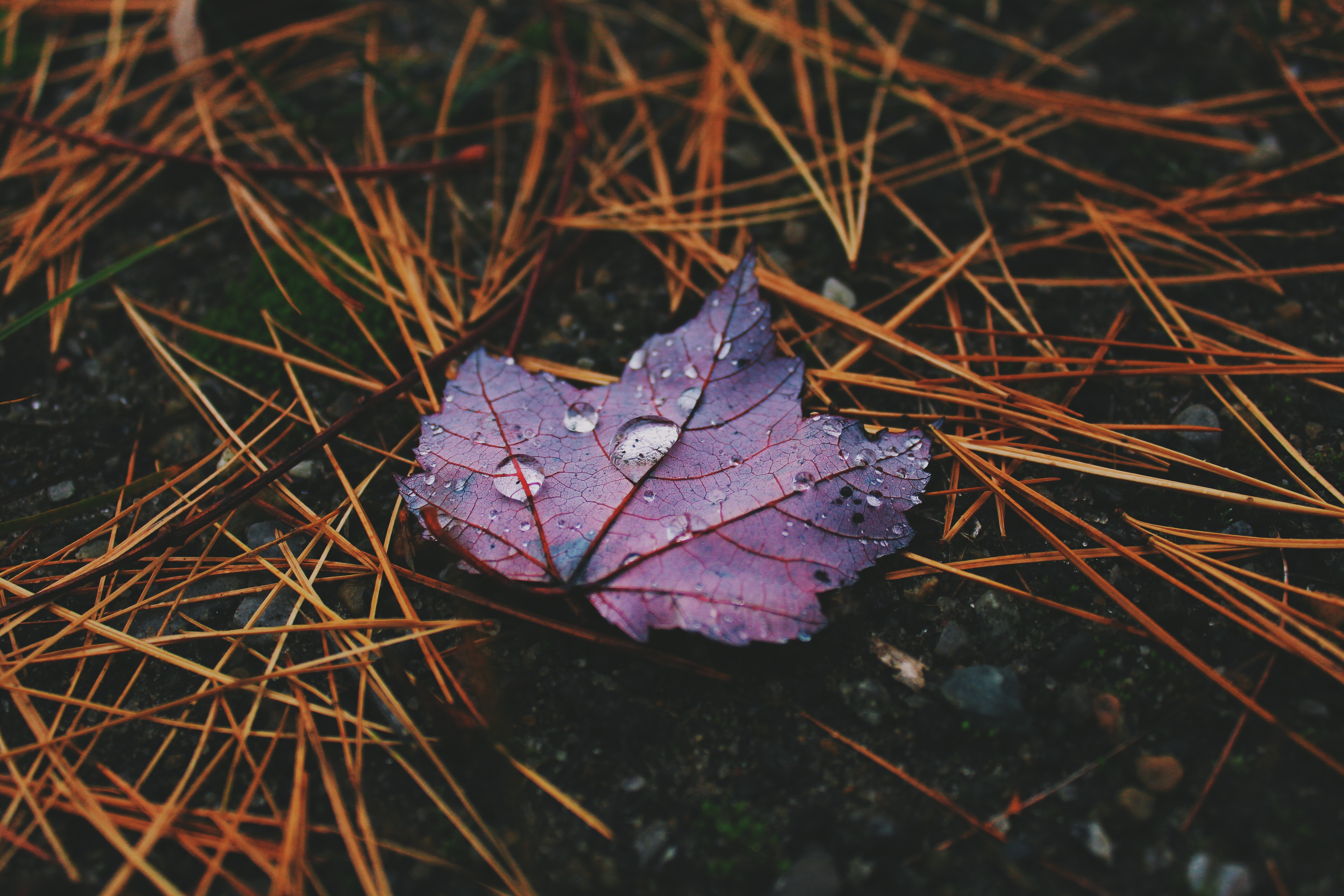 Download mobile wallpaper Autumn, Leaf, Sheet, Macro, Drops for free.