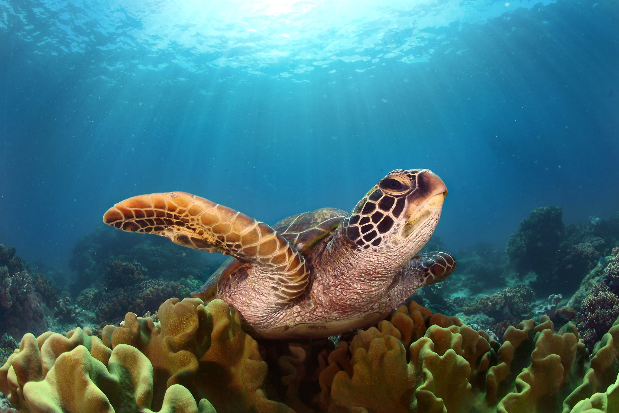Большой Барьерный риф черепахи