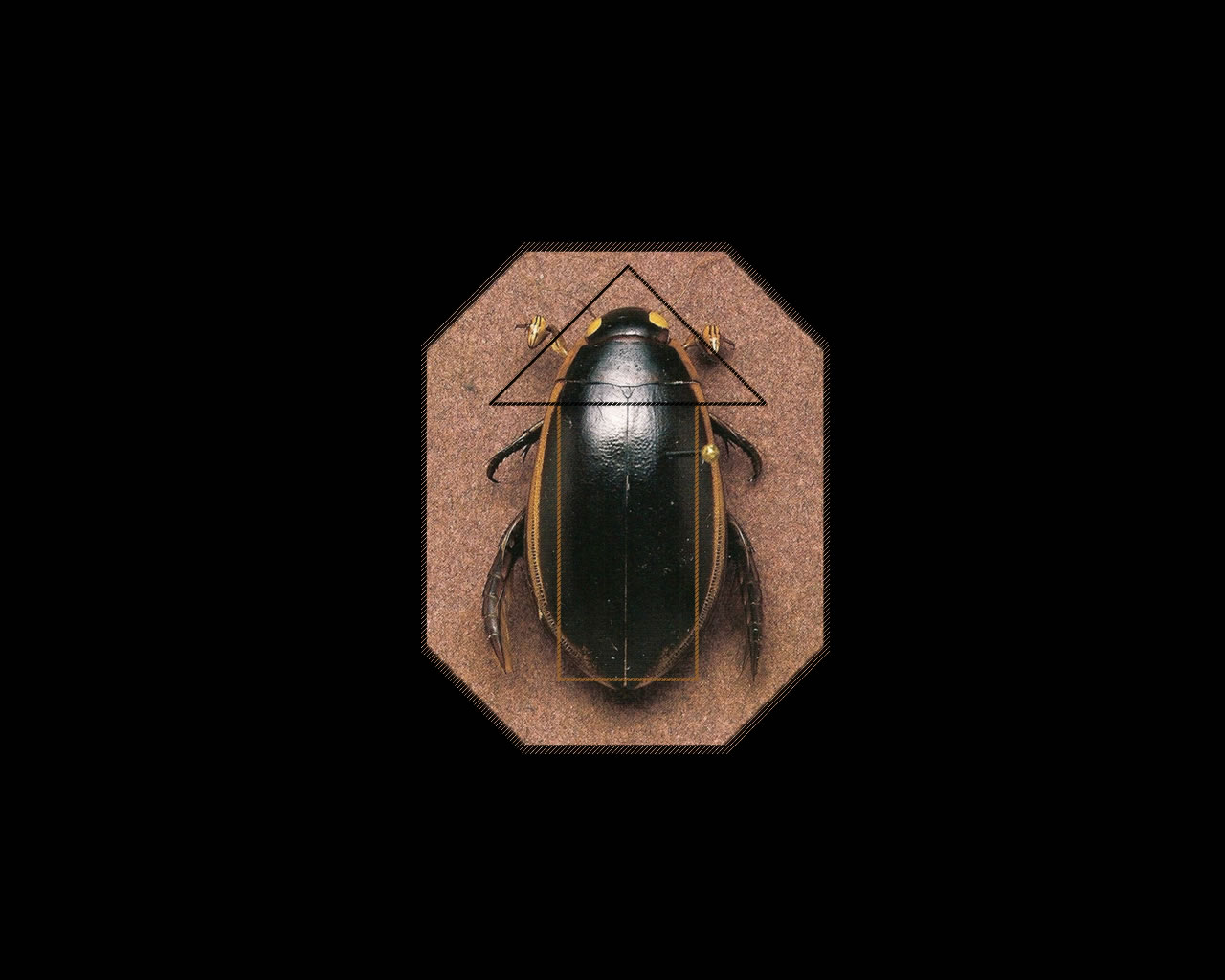 insect, animal, beetle, bug
