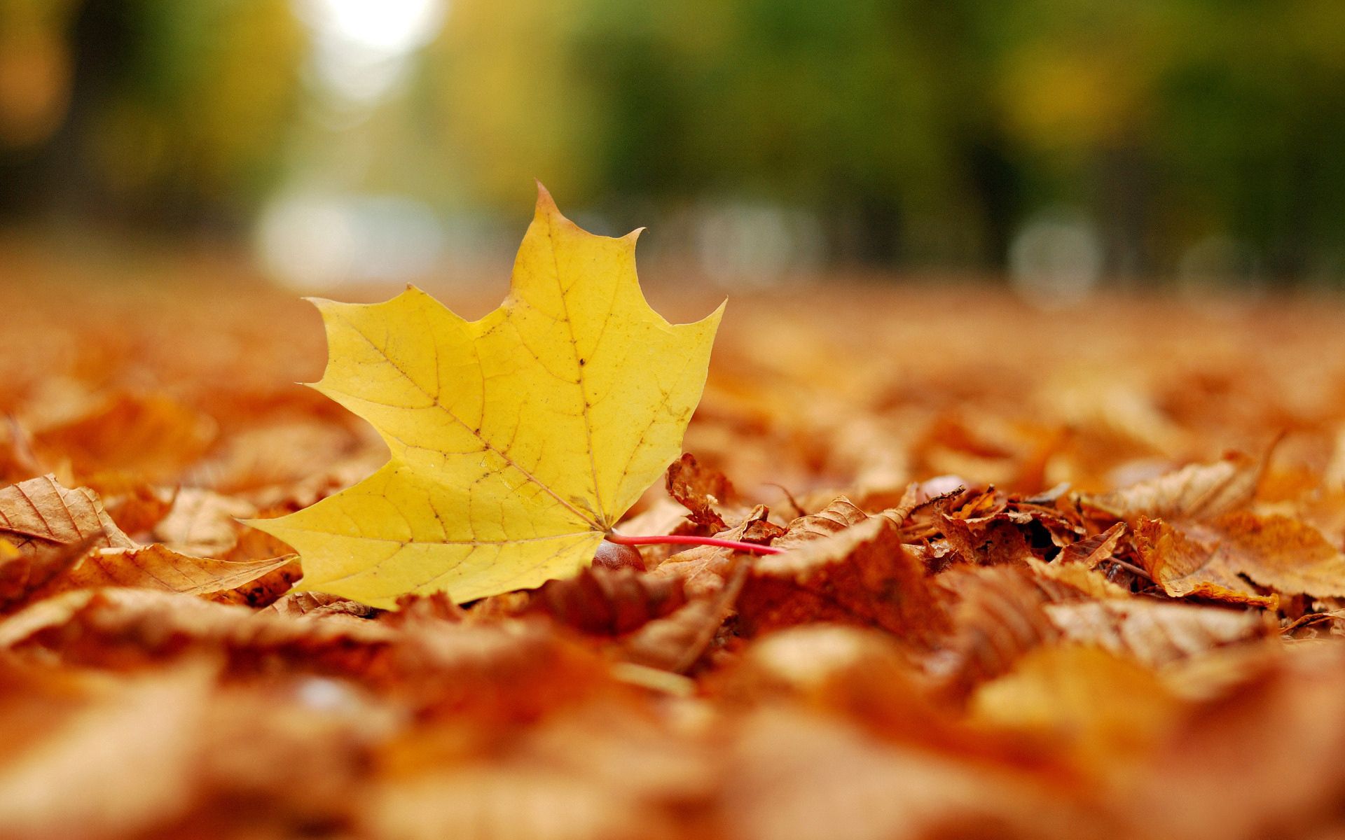 Download mobile wallpaper Leaf, Nature, Sheet, Maple, Autumn for free.
