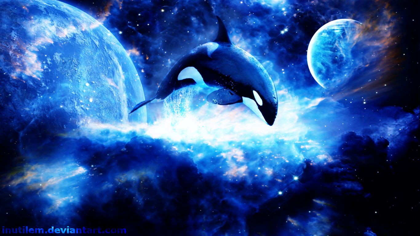 orca, animal, killer whale, space High Definition image