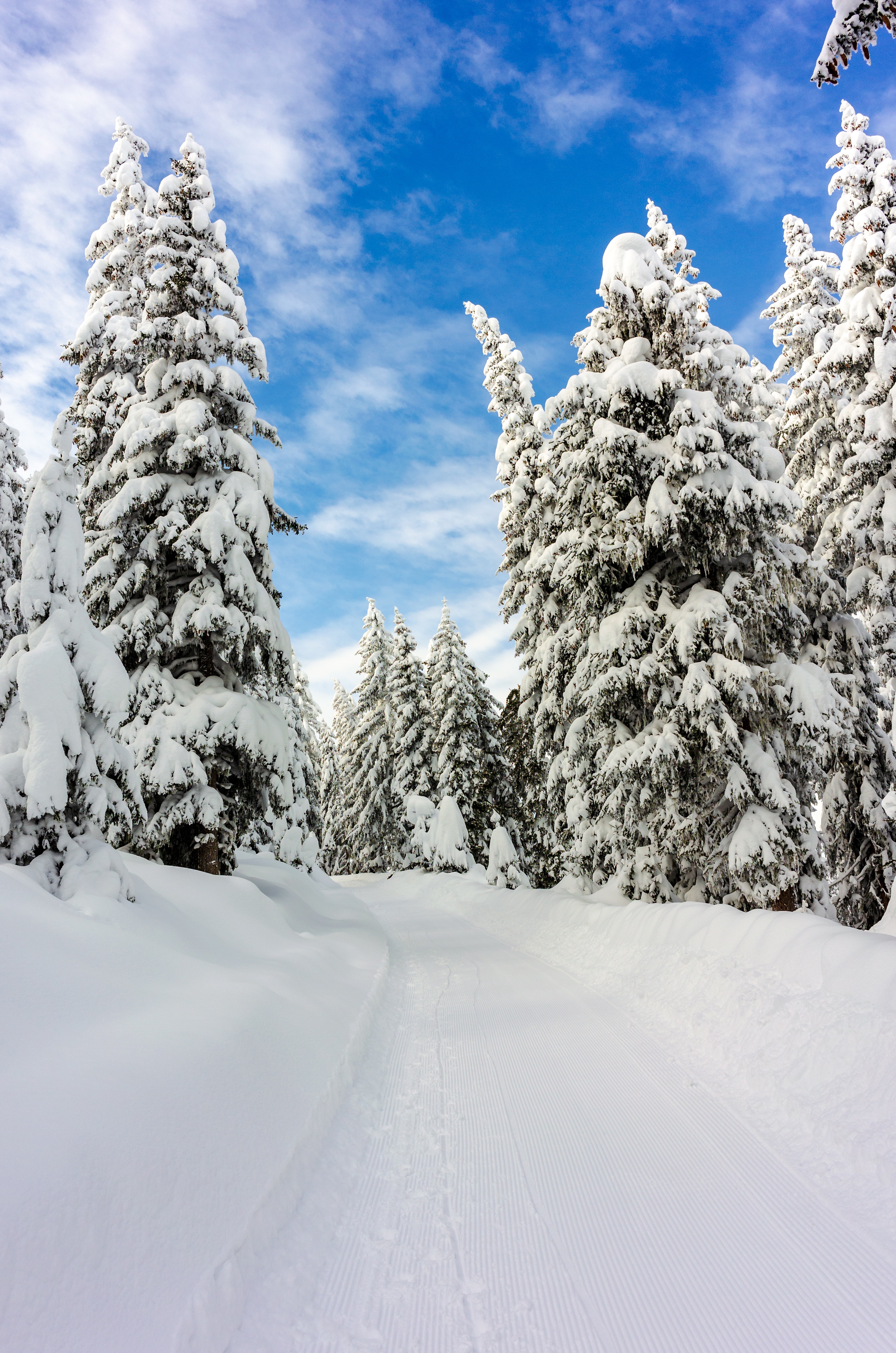 126843 Hintergrundbild herunterladen winter, natur, bäume, sky, schnee, wald - Bildschirmschoner und Bilder kostenlos
