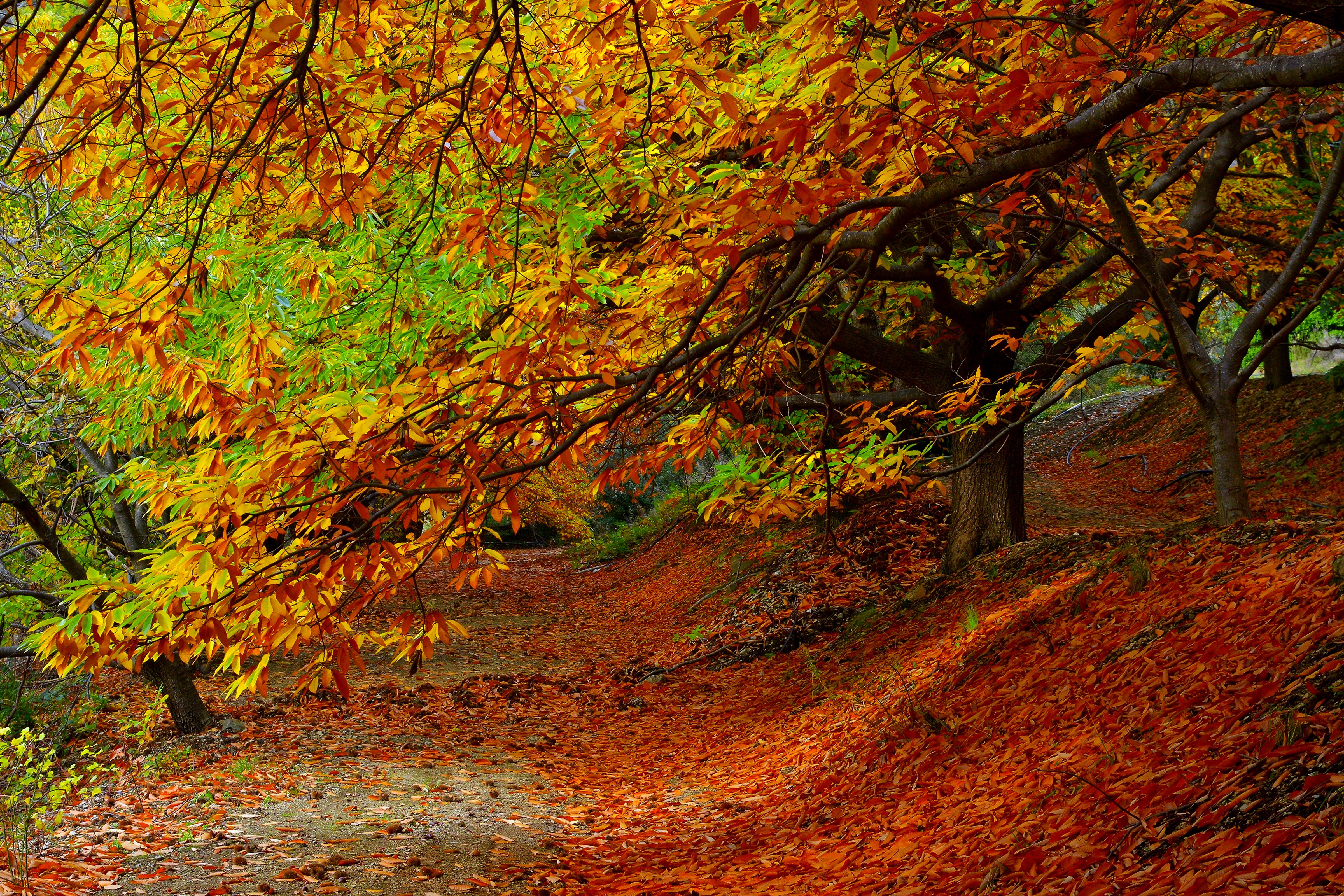 Laden Sie das Herbst, Laub, Natur, Bäume, Wald-Bild kostenlos auf Ihren PC-Desktop herunter
