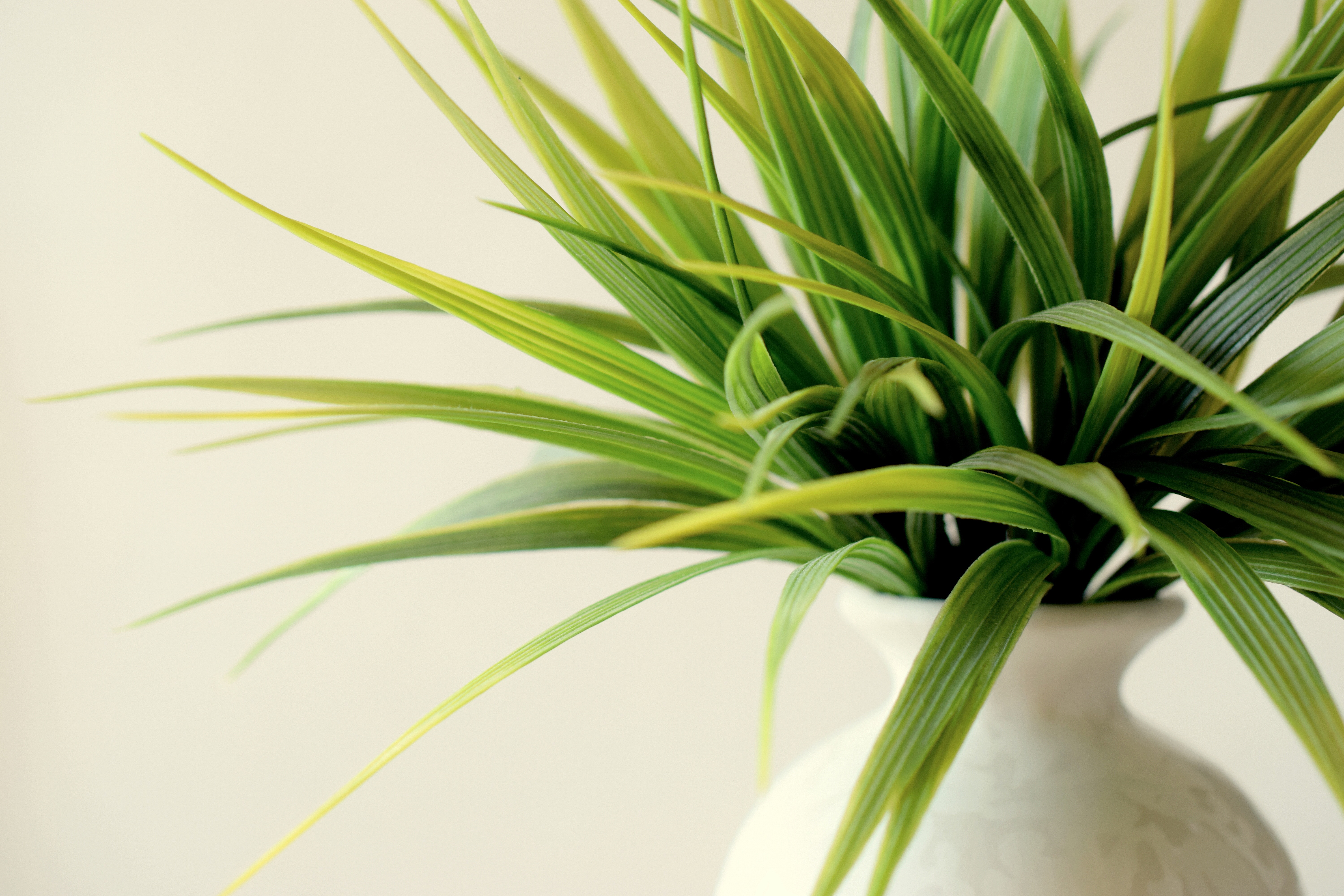 Free download wallpaper Leaves, Plant, Miscellanea, Miscellaneous, Vase on your PC desktop