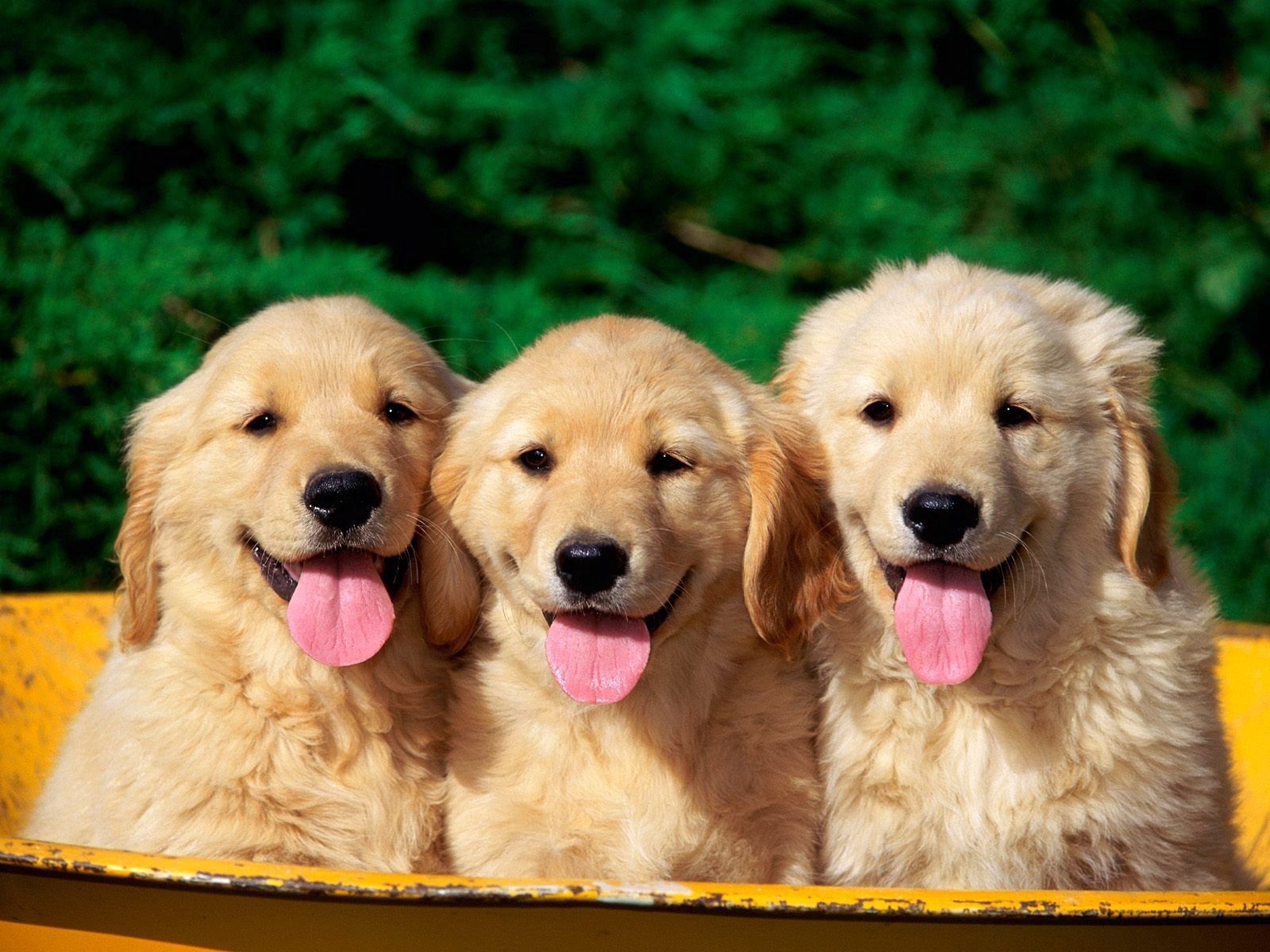 Free download wallpaper Animals, Muzzle, Puppy, Tongue, Language, Dogs on your PC desktop