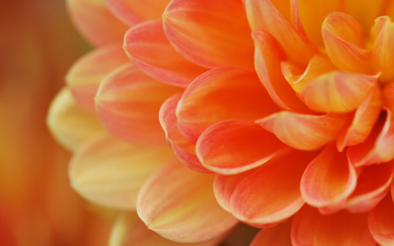 Free download wallpaper Flower, Macro, Light, Petals, Form, Light Coloured on your PC desktop