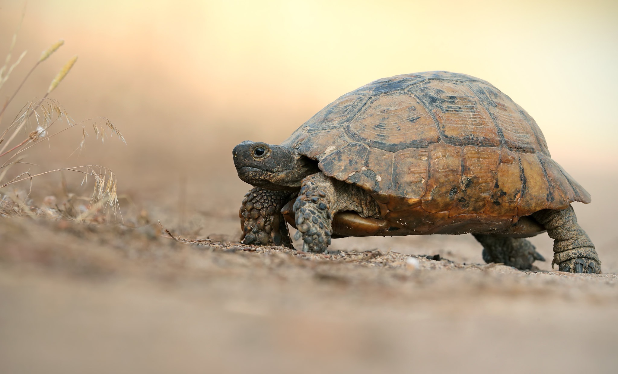 Среднеазиатская черепаха в пустыне