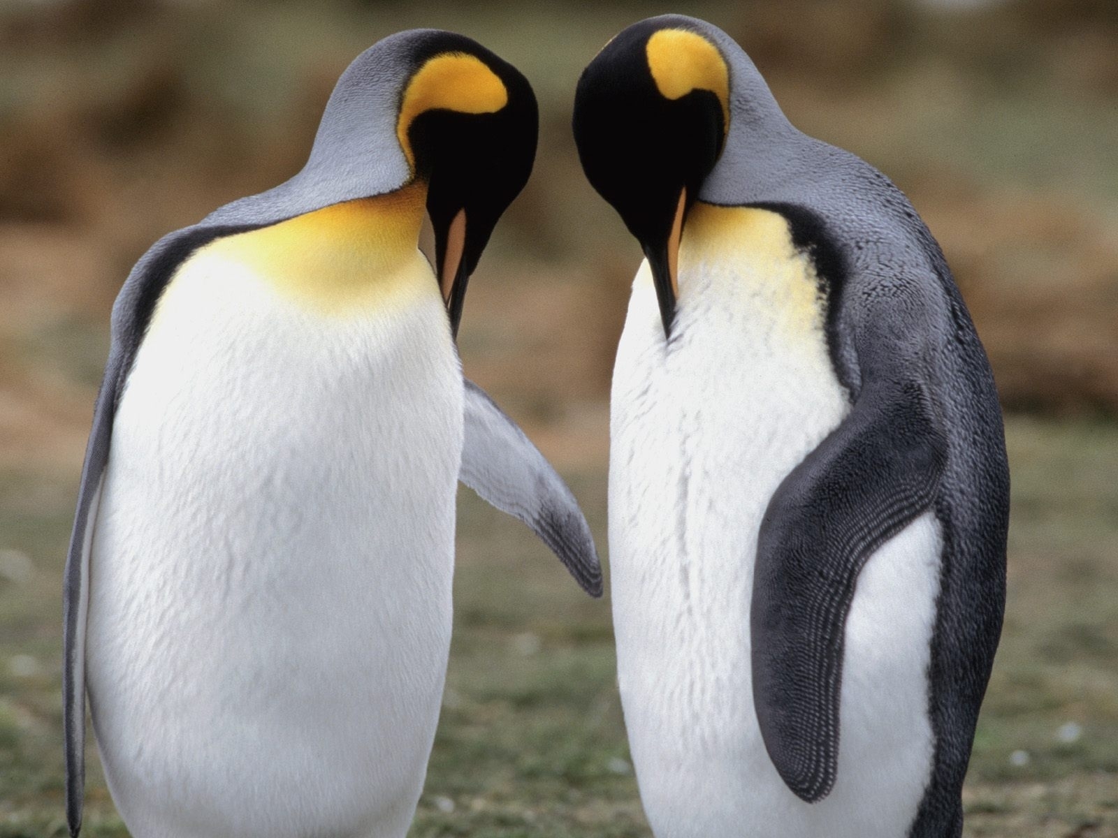 Téléchargez gratuitement l'image Animaux, Pinguouins sur le bureau de votre PC