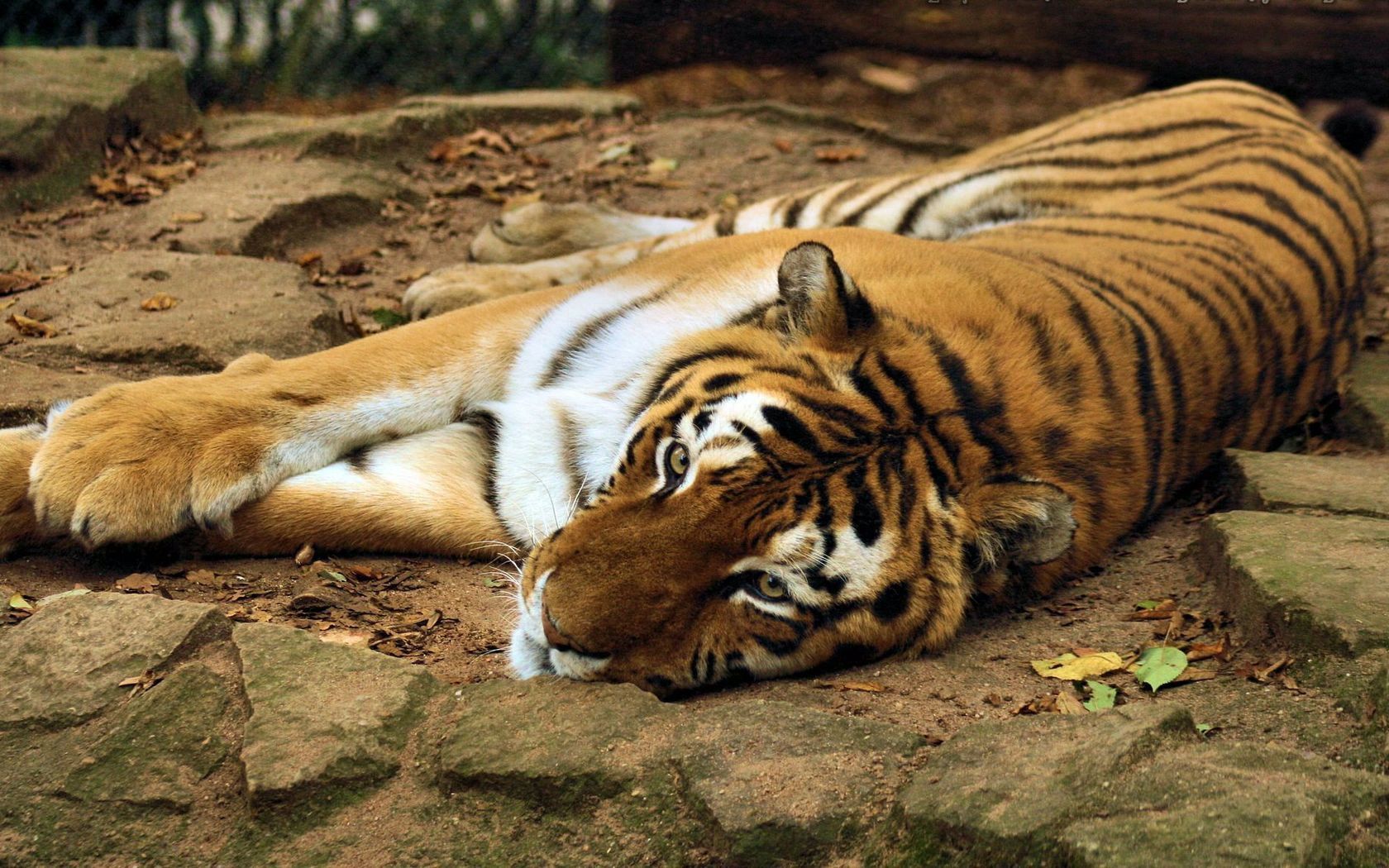 Download mobile wallpaper Tiger, Muzzle, Lie, To Lie Down, Predator, Animals for free.