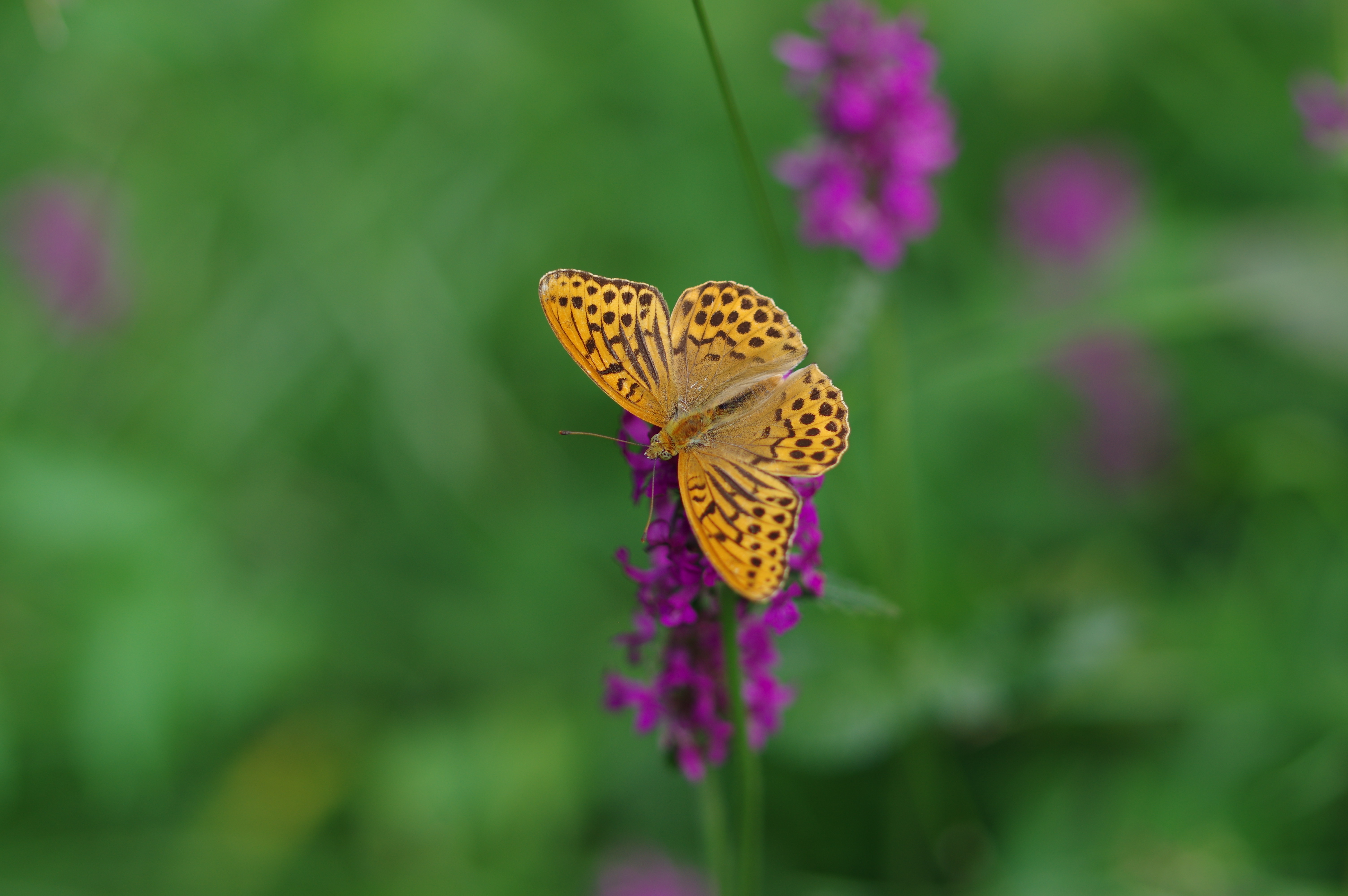 Laden Sie das Insekt, Flügel, Perlmutt, Perlamutovka, Blumen, Schmetterling, Tiere-Bild kostenlos auf Ihren PC-Desktop herunter