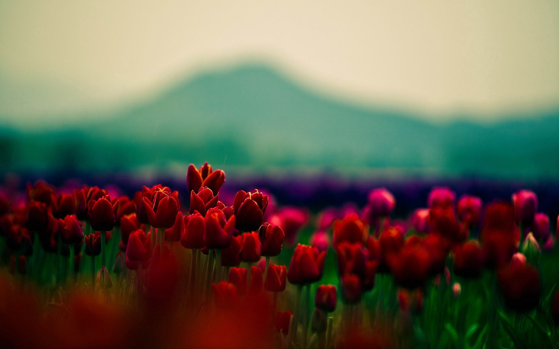 tulips, smooth, blur, flowers, mountains, field