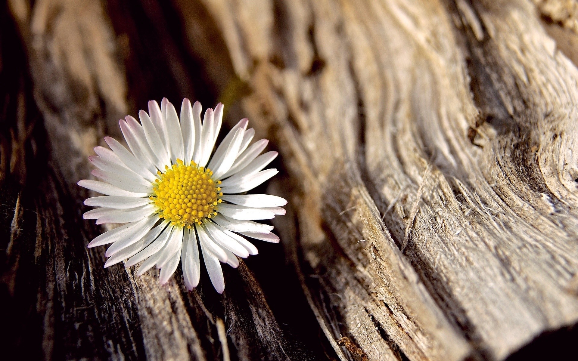 daisy, earth, bark, close up, white flower, flowers