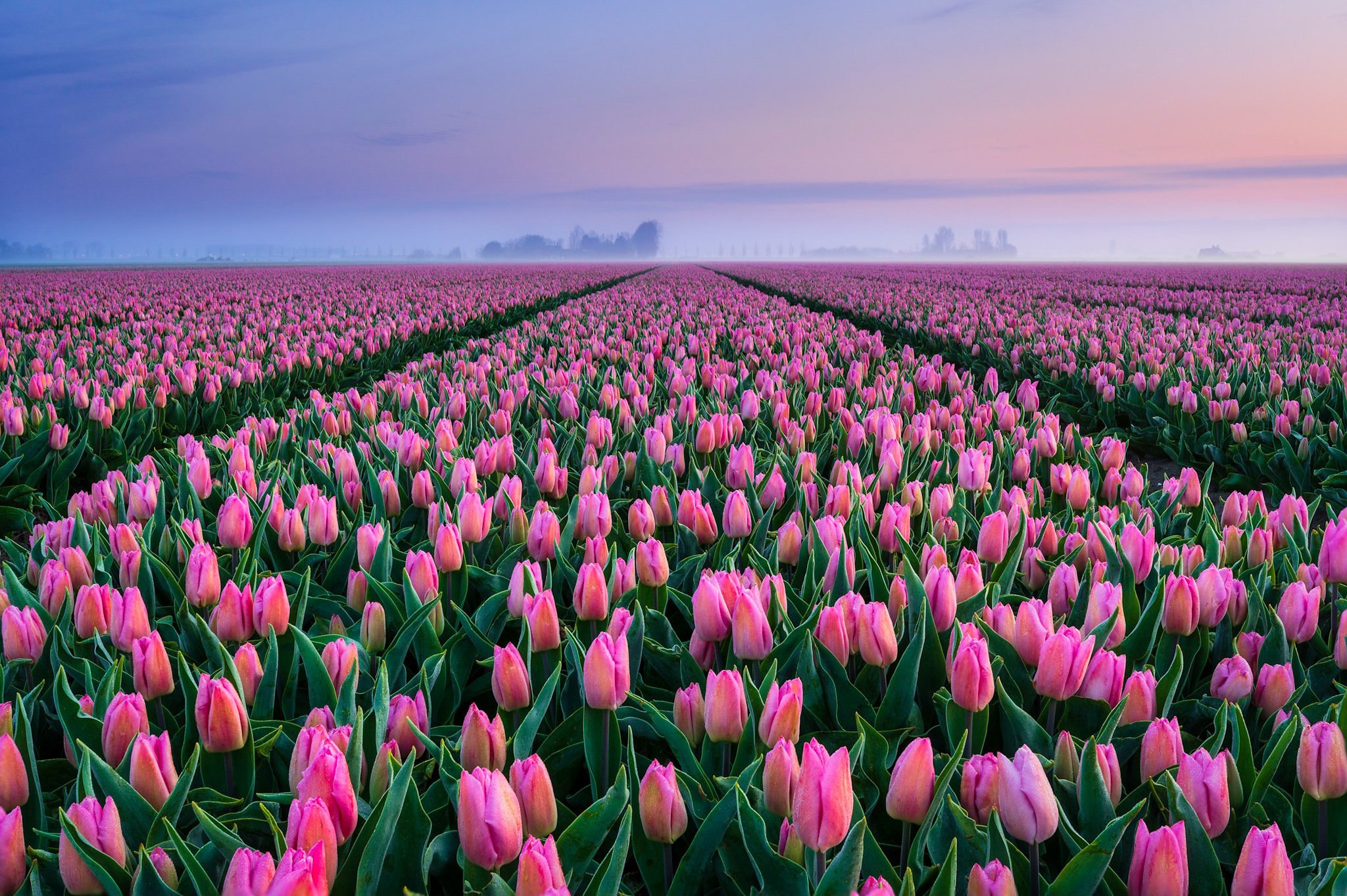 Где находится тюльпановое поле. Тюльпановые поля в Нидерландах. Тюльпан Пинк Сноуи. Тюльпановое поле в Голландии.