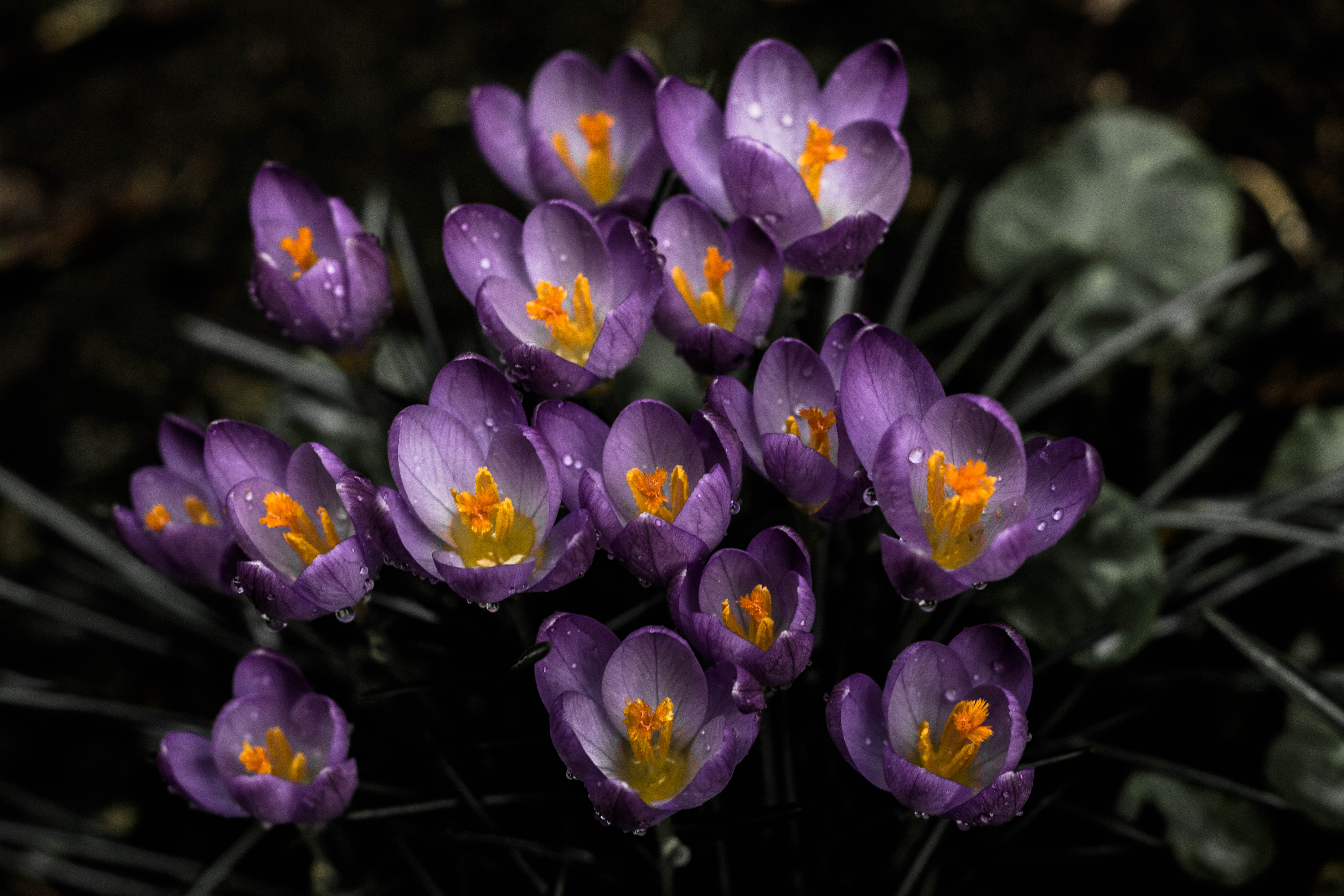 98060 descargar fondo de pantalla flores, violeta, snowdrops, púrpura, primavera: protectores de pantalla e imágenes gratis