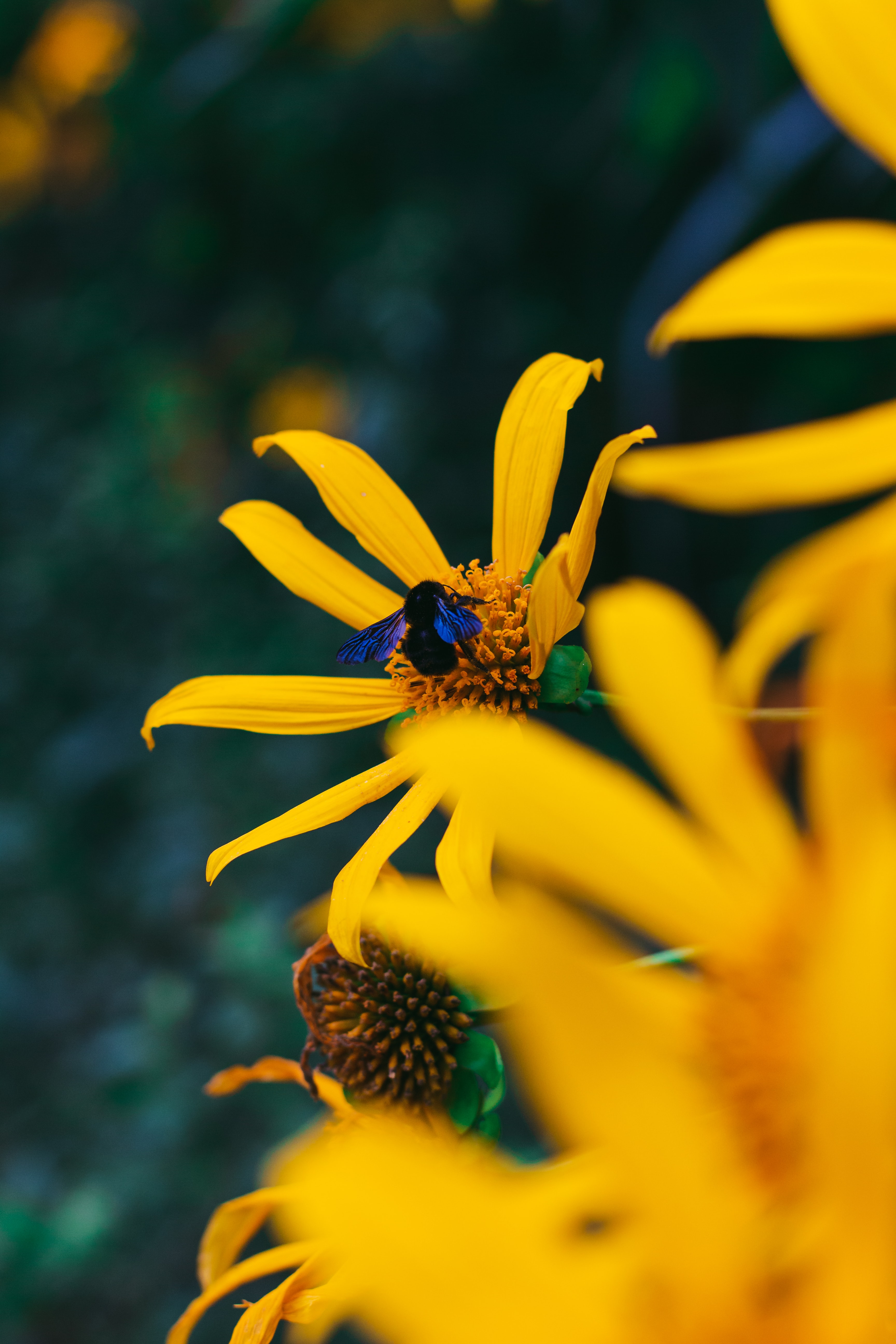 Laden Sie das Insekt, Blume, Blütenblätter, Hummel, Tiere-Bild kostenlos auf Ihren PC-Desktop herunter