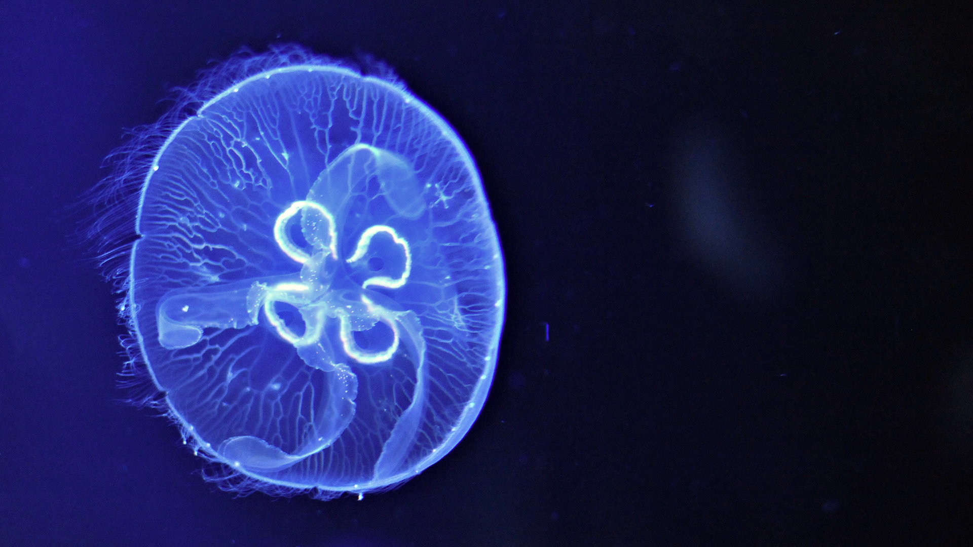 Лучевая симметрия медузы