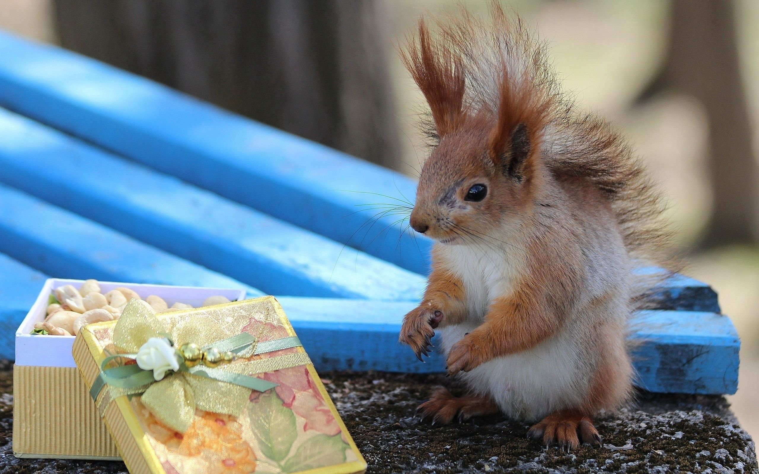 animals, squirrel, nuts, box, present, gift, bench