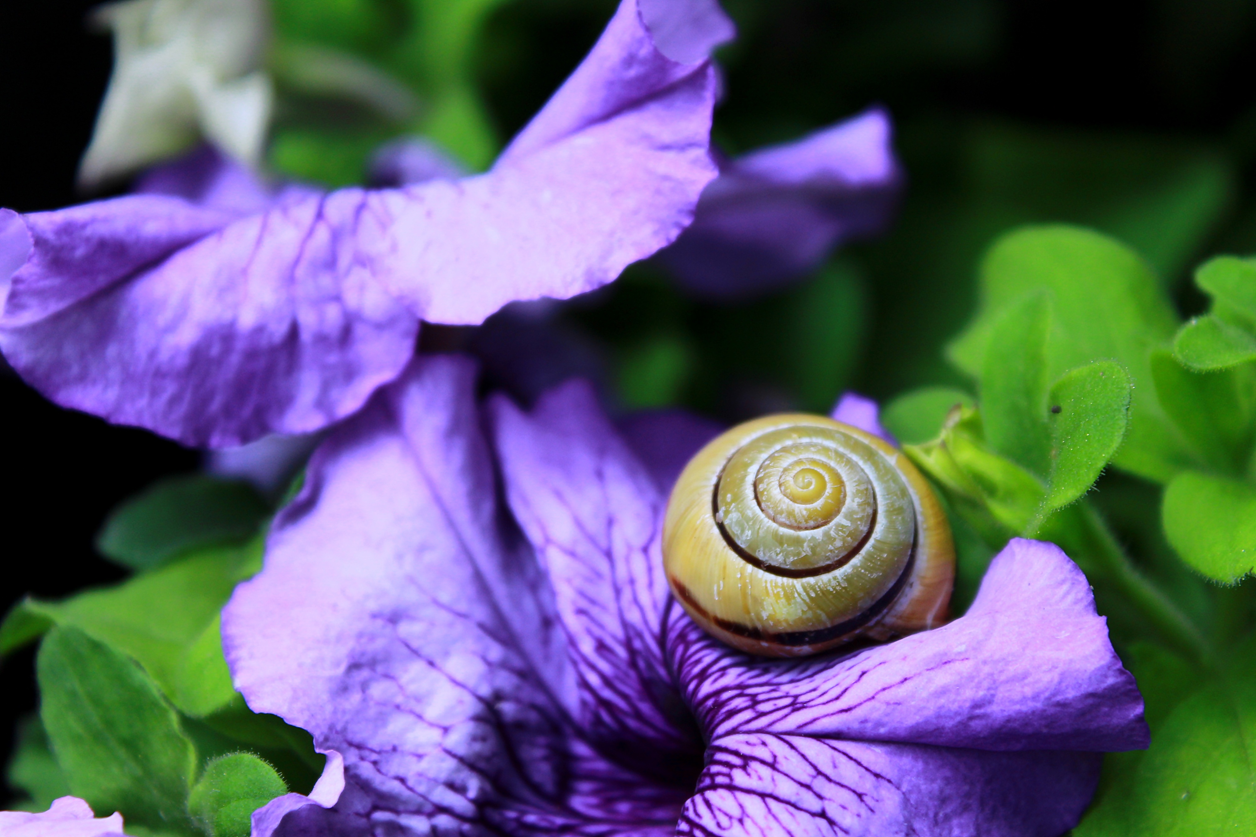flower, macro, snail, carapace, shell, clam, mollusc HD wallpaper