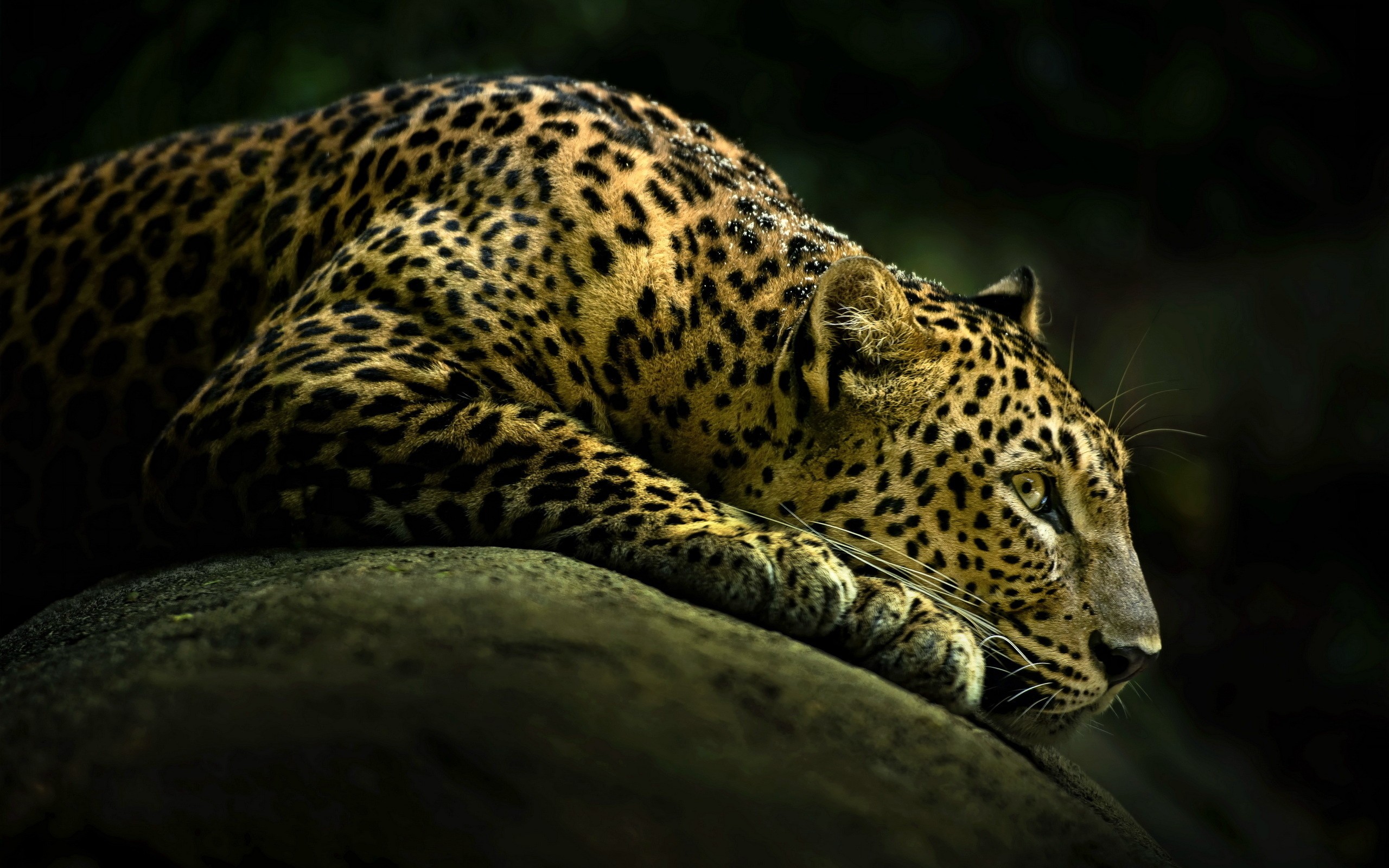 272690 Hintergrundbild herunterladen katzen, tiere, leopard - Bildschirmschoner und Bilder kostenlos