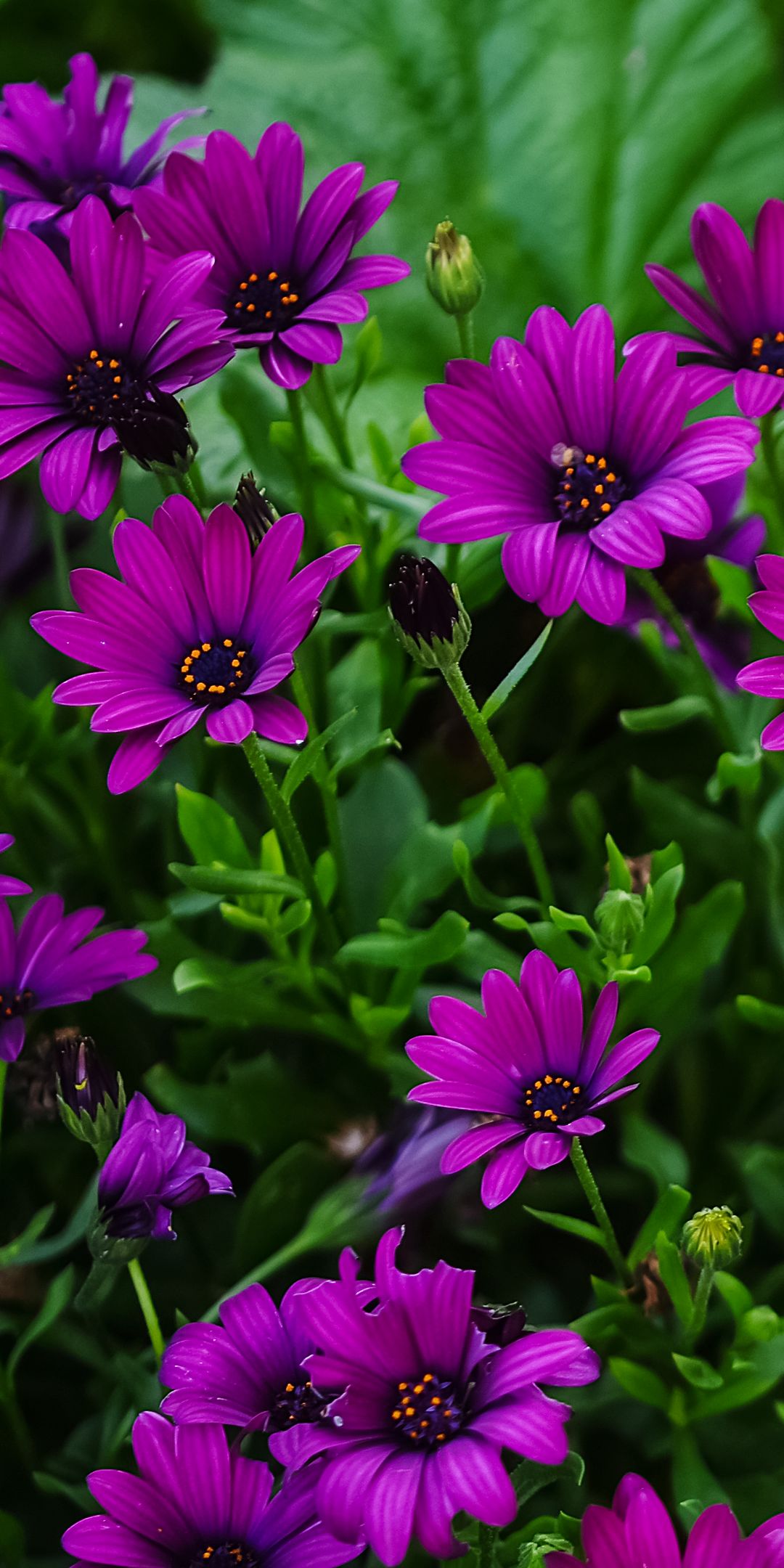 purple flower, earth, african daisy, nature, flower, daisy 4K