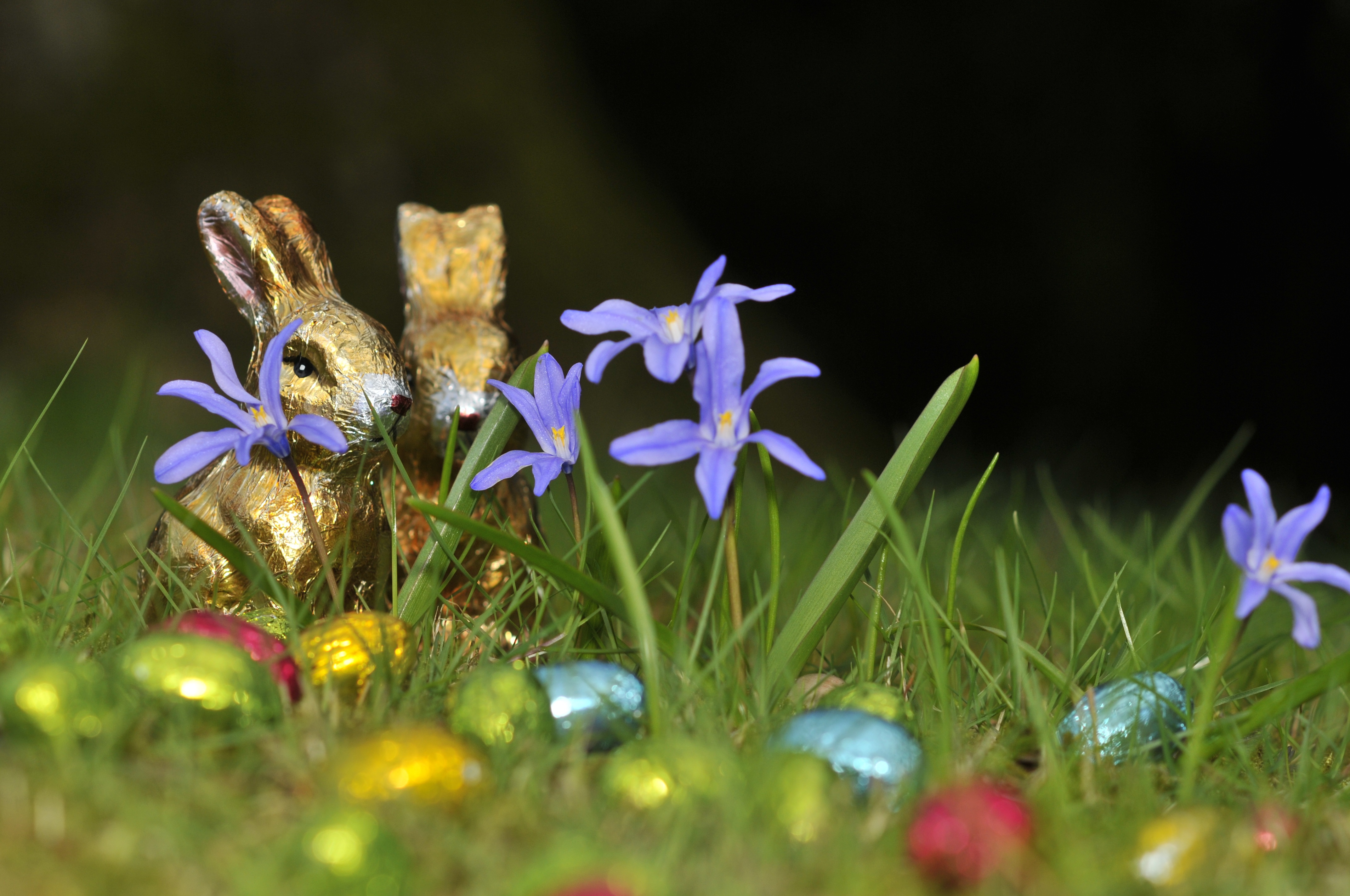 holidays, flowers, grass, eggs, easter, chocolate bunnies, chocolate hares Full HD