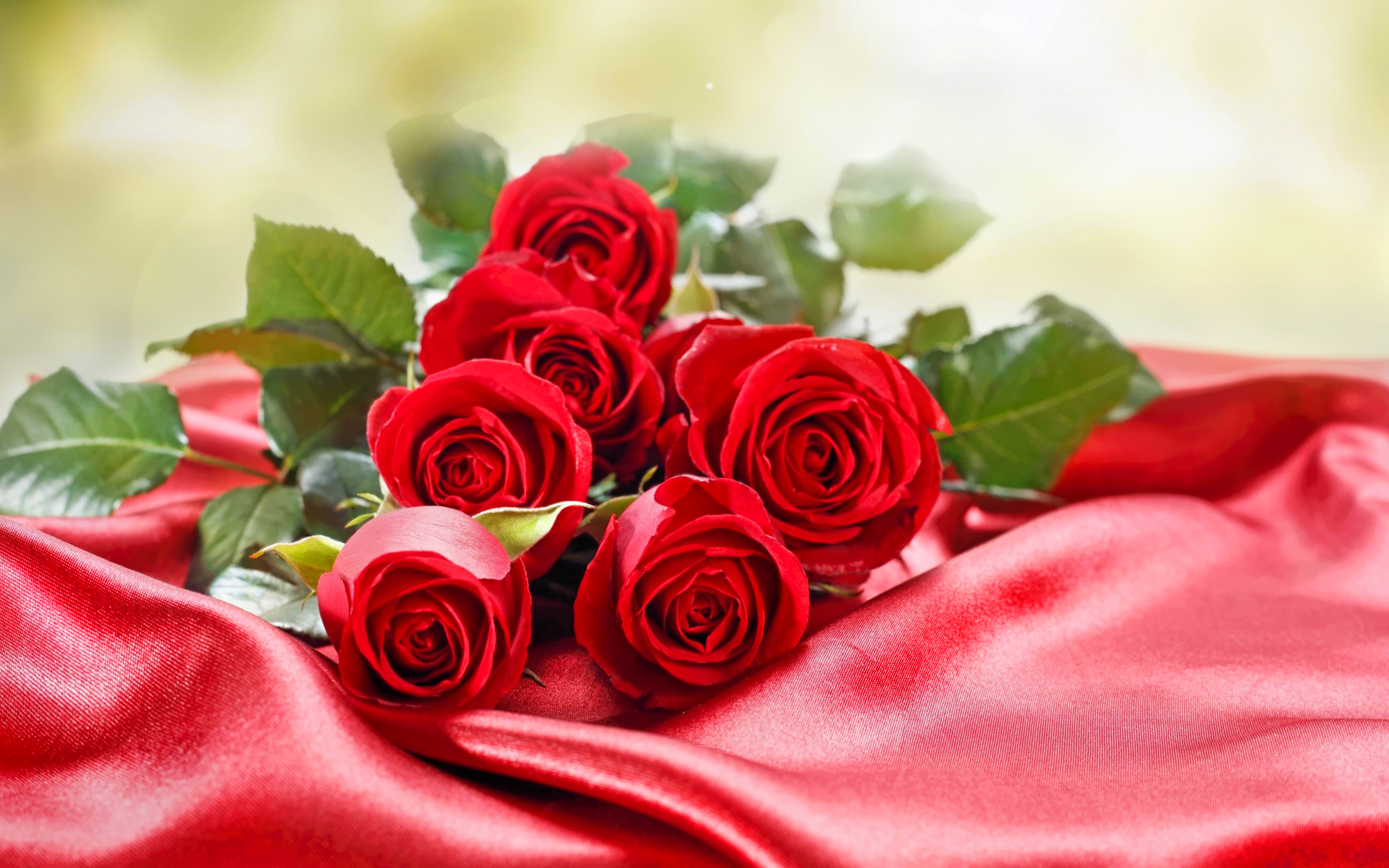 valentine's day, holiday, flower, pastel, red rose, rose, silk HD wallpaper