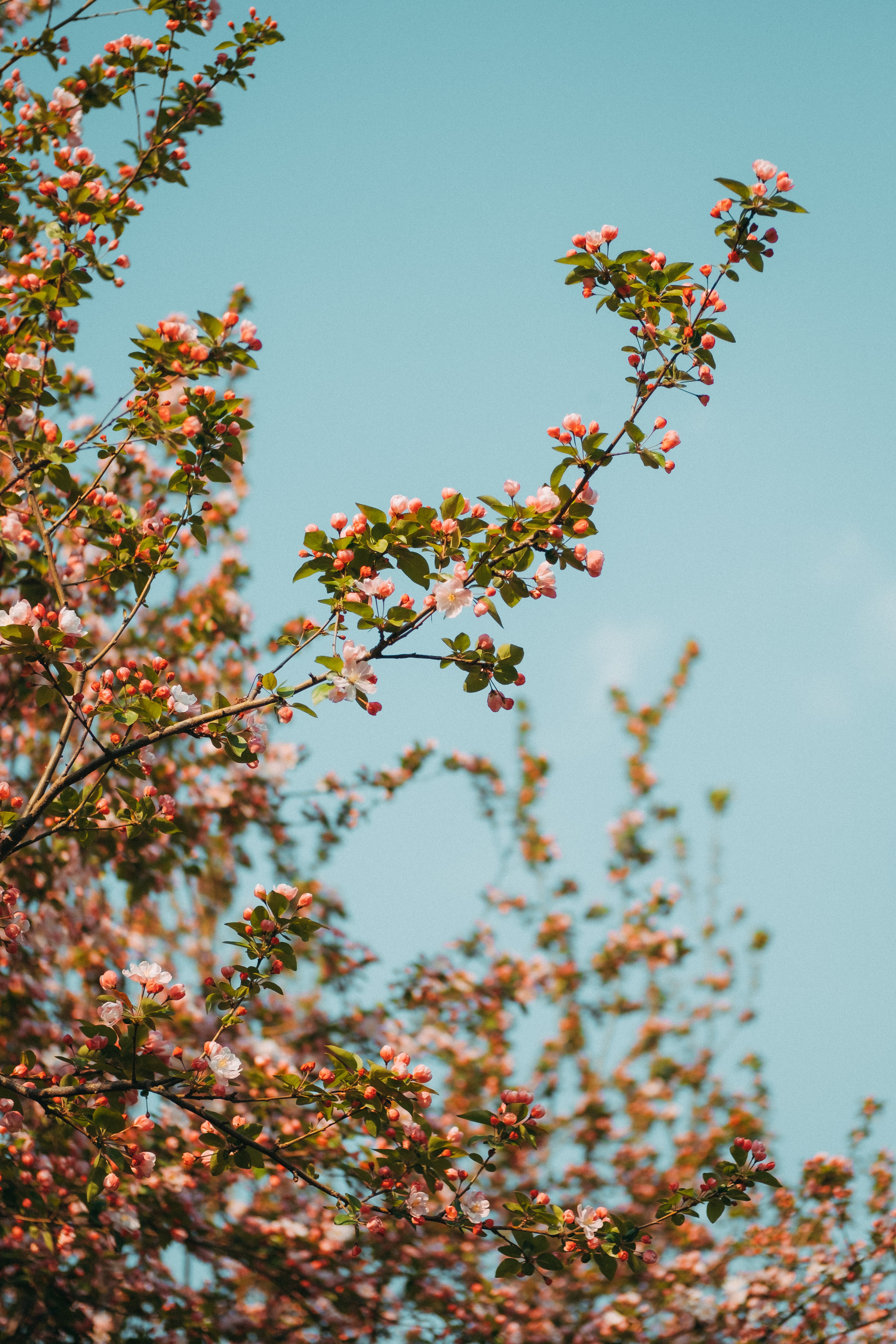 sky, spring, flowers, bloom, flowering, branch High Definition image