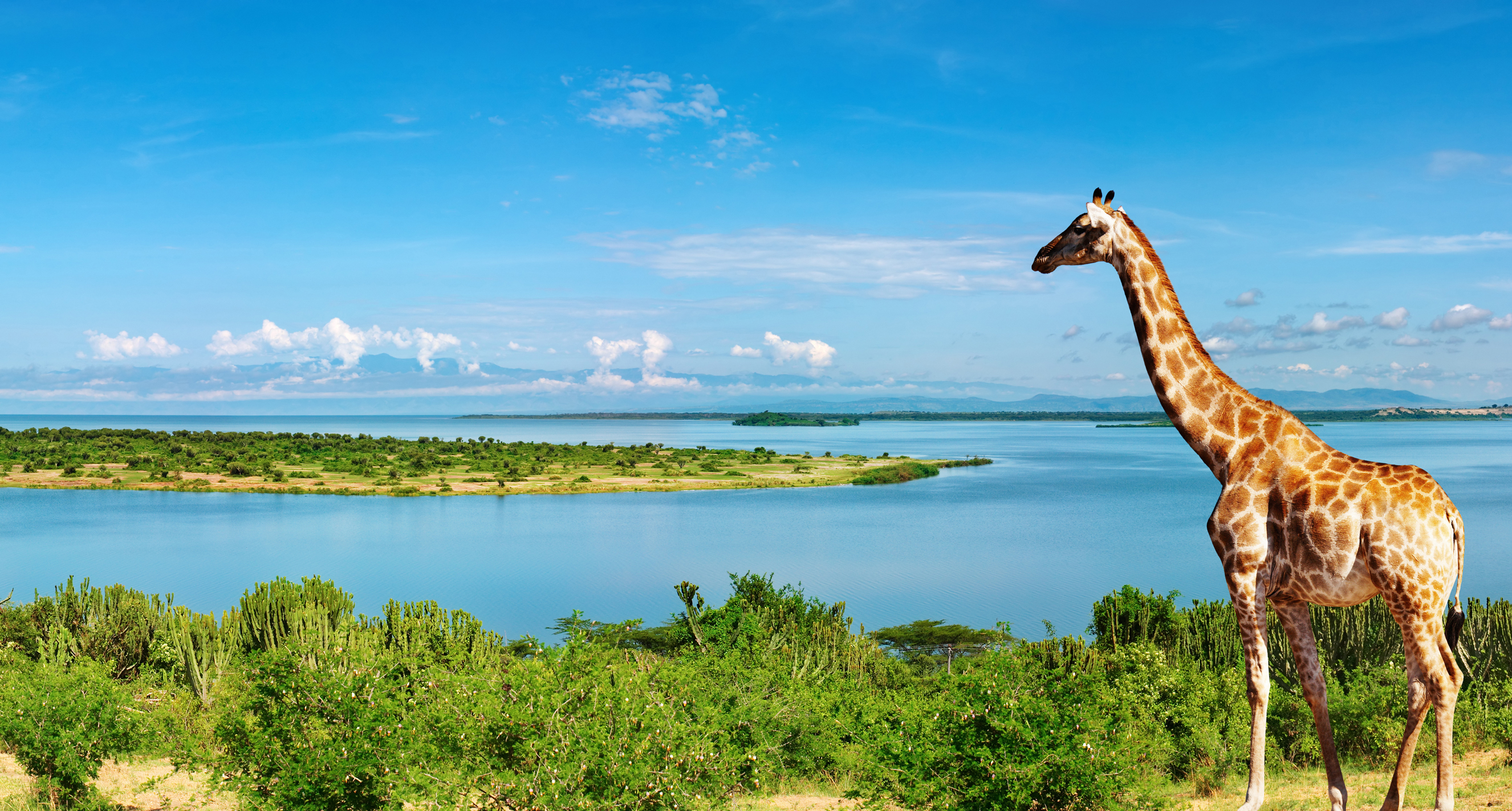 nature, giraffe, animal, ocean, scenic Phone Background
