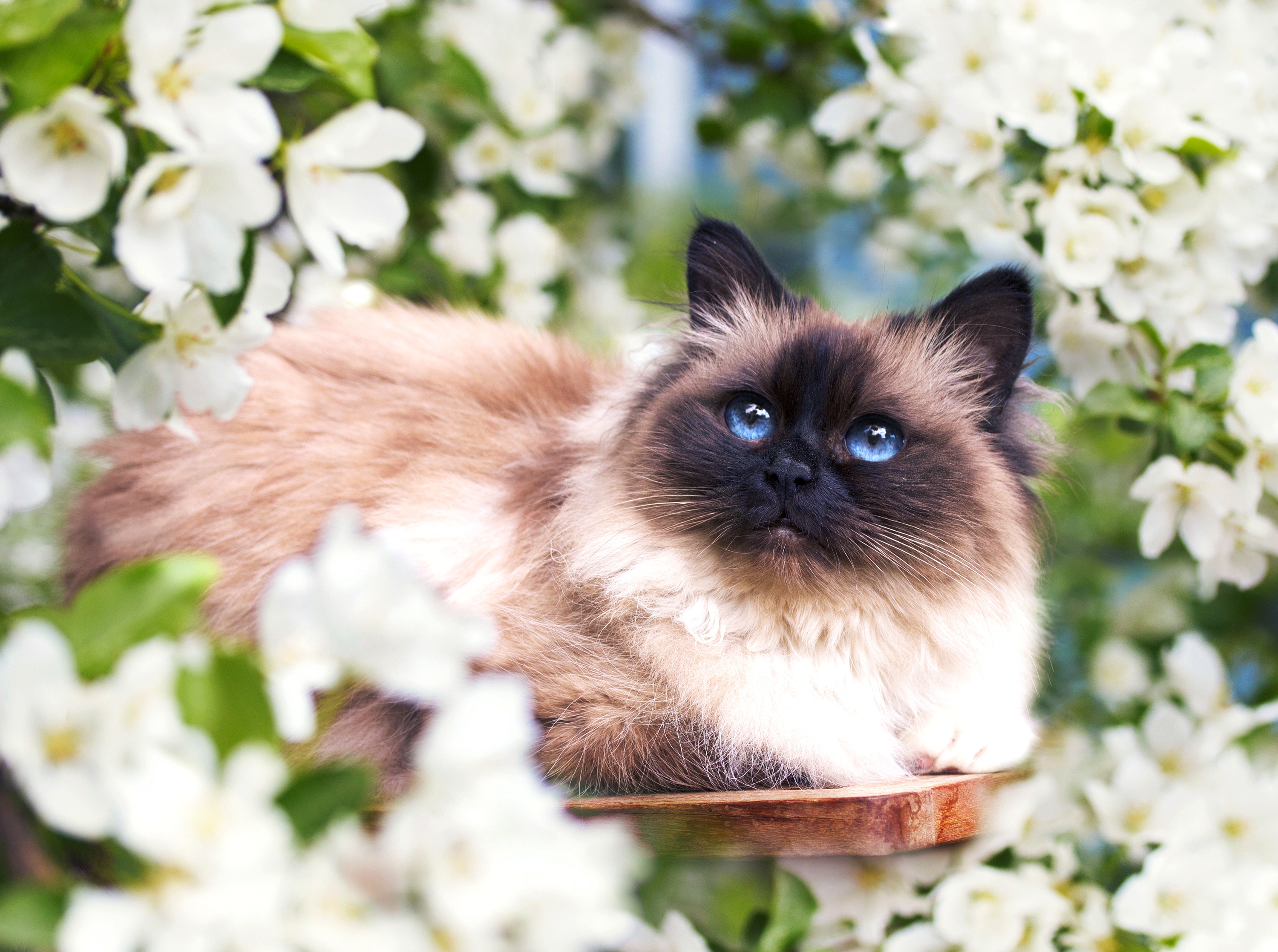 Скачать обои бесплатно Животные, Весна, Кошка, Кошки, Цветущие, Белый Цветок картинка на рабочий стол ПК
